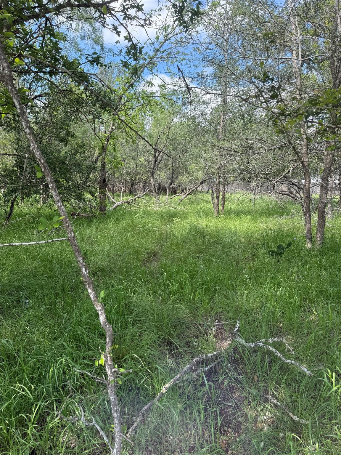 Wooded acreage featuring established trees and na