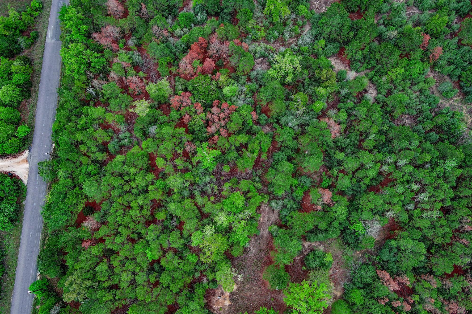 Aerial view of the property, showcasing dense gre