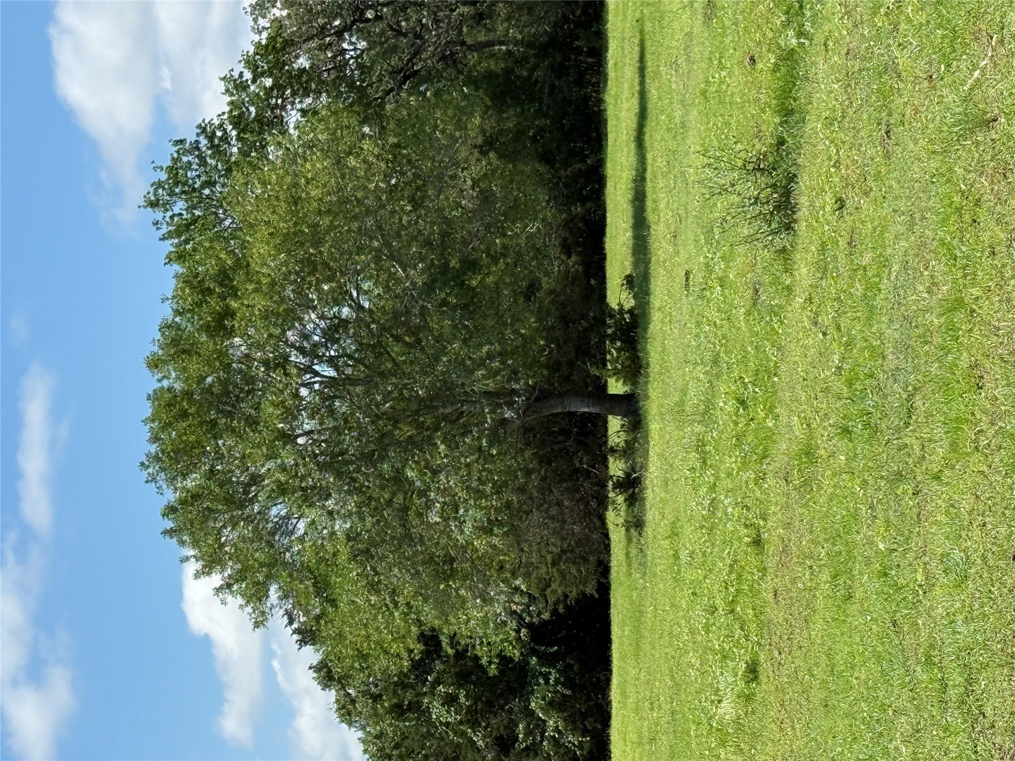 A verdant field with mature trees under a bright,