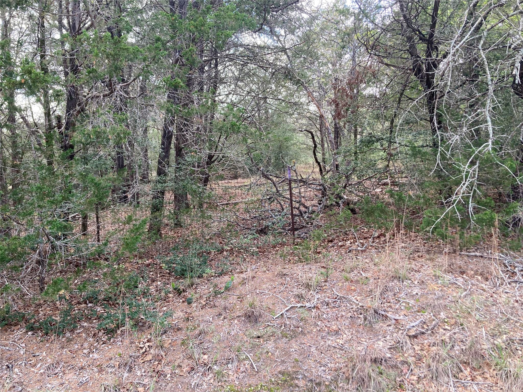 Wooded lot featuring mature trees and natural gro