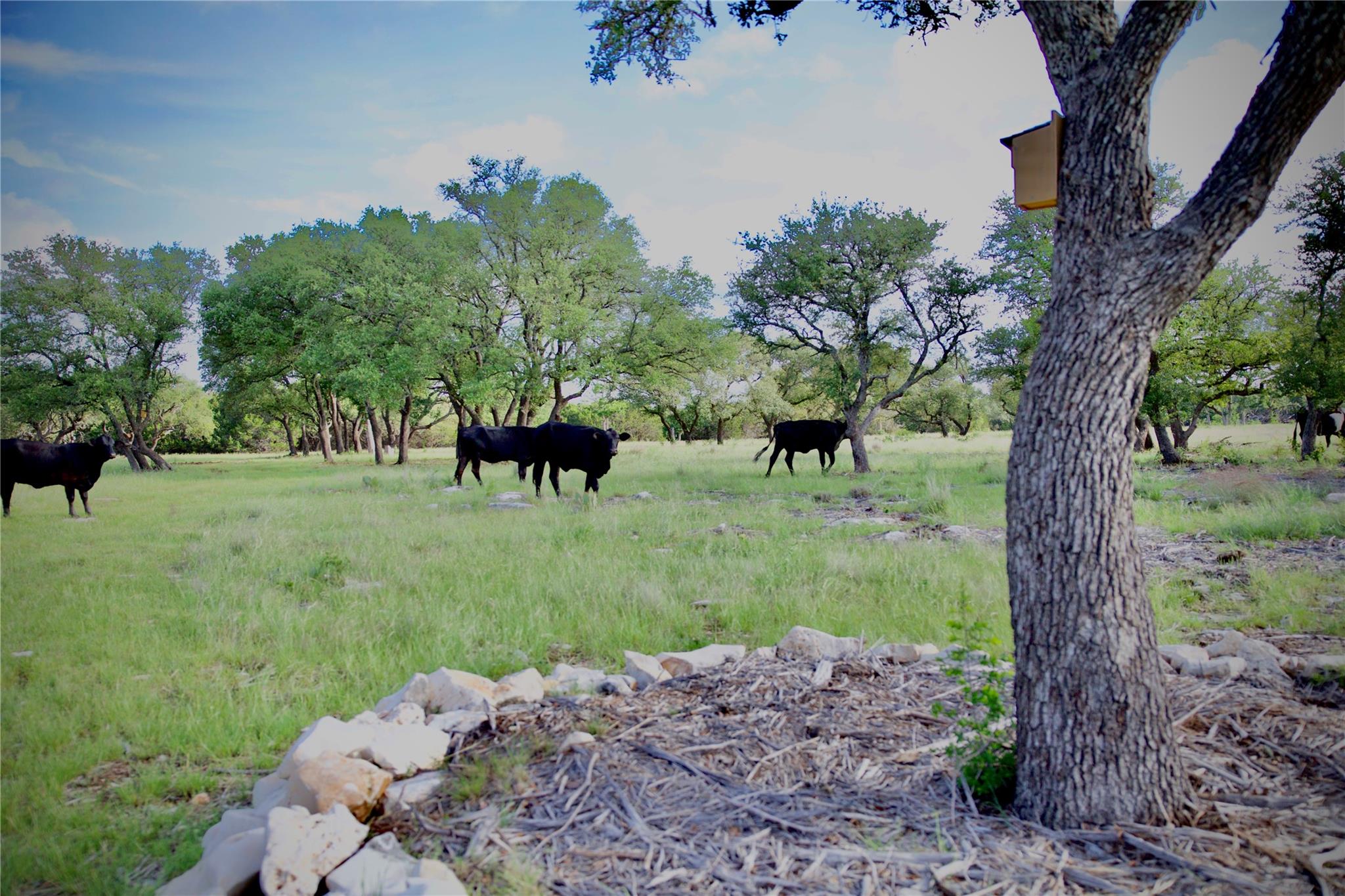 Expansive green pastureland with mature trees