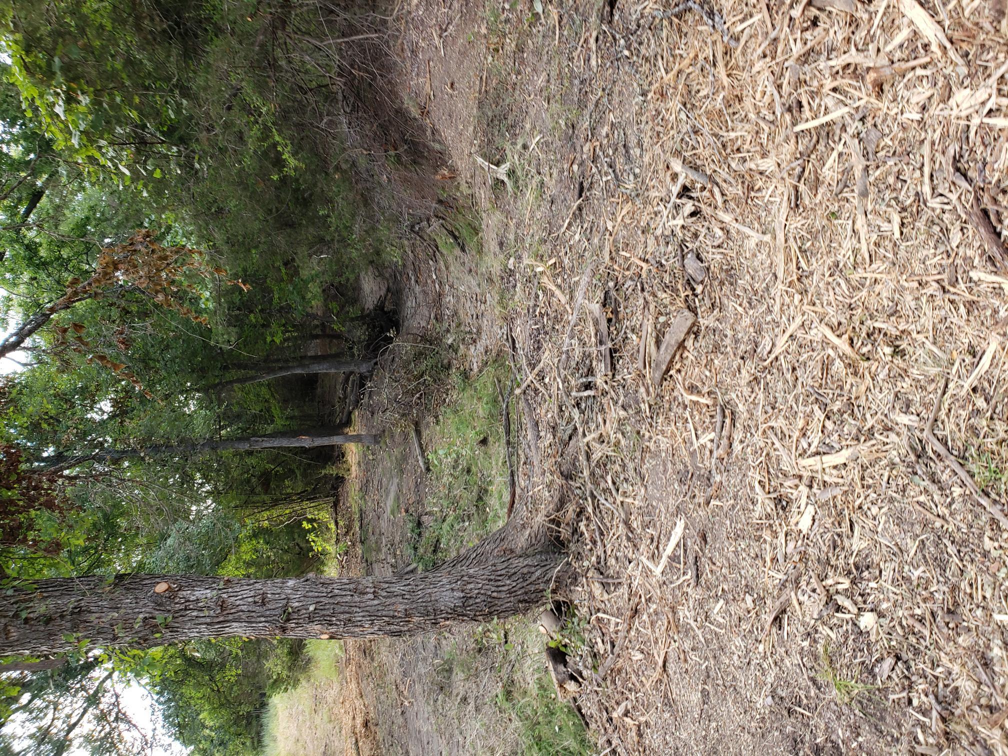 Wooded terrain with mature trees and ground cover