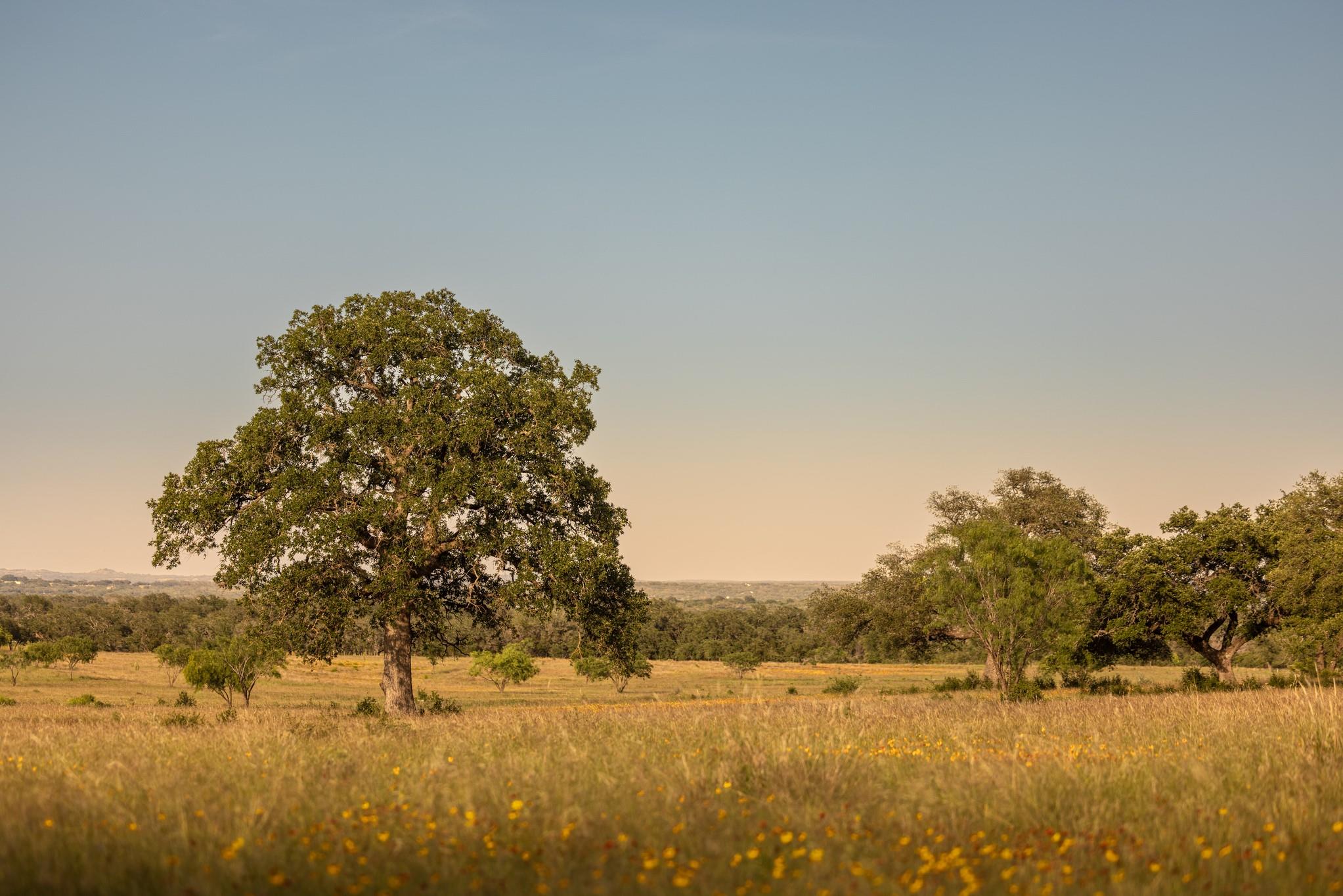 A sprawling meadow with vibrant yellow wildflower