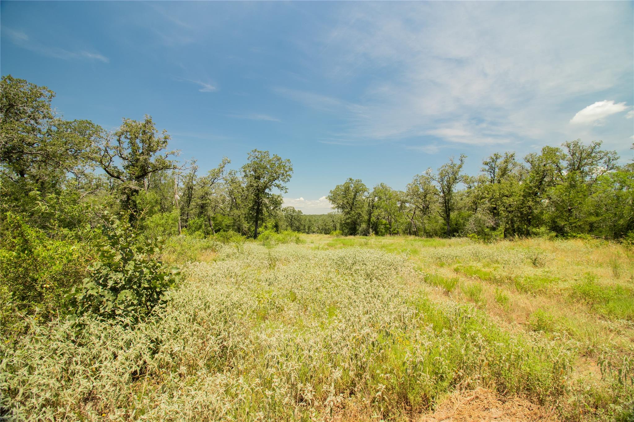 Expansive open field with natural grasses and fol