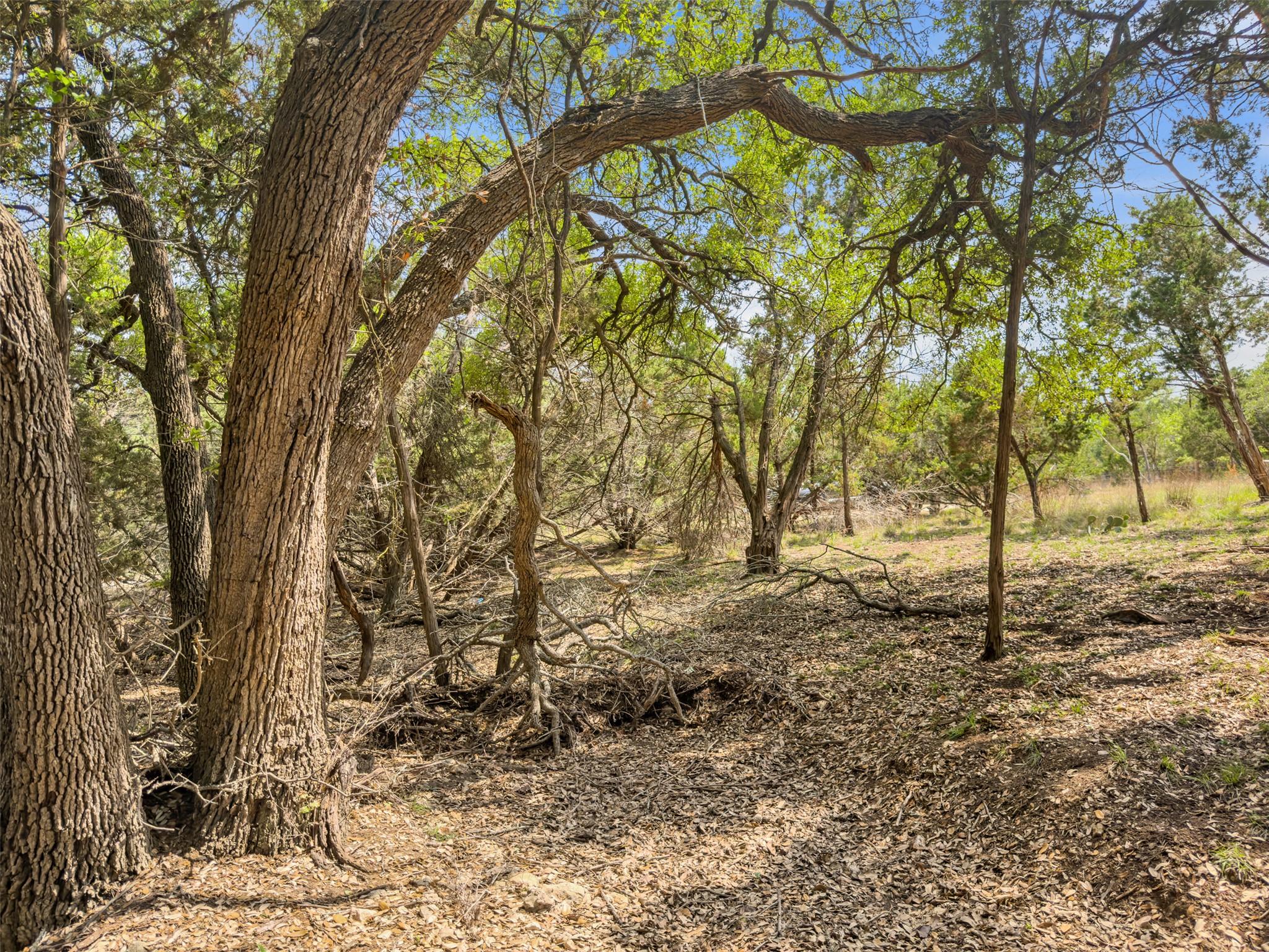 Wooded acreage featuring mature trees with textur