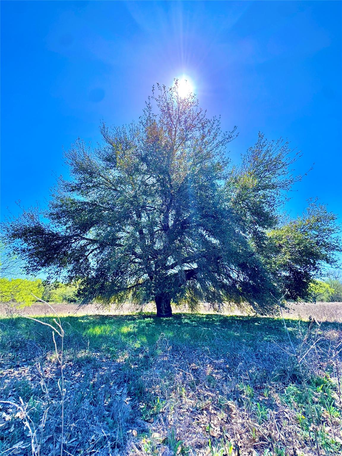Mature tree with a broad canopy, set against a cl