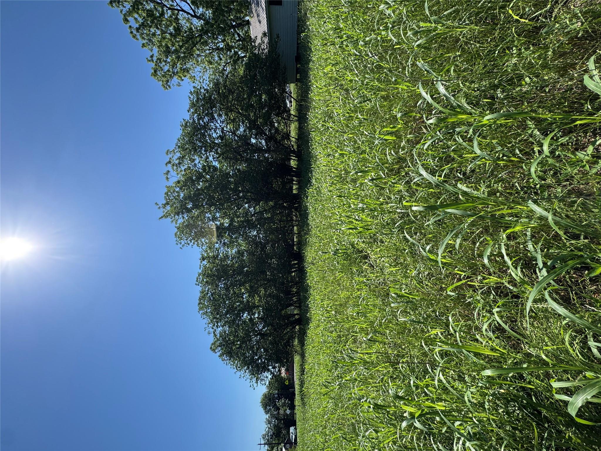 Expansive land parcel featuring natural greenery 