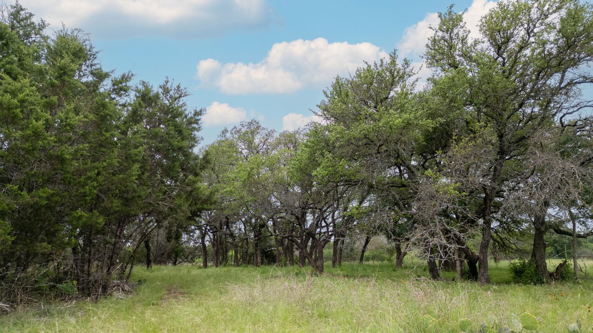Expansive open land featuring diverse mature tree