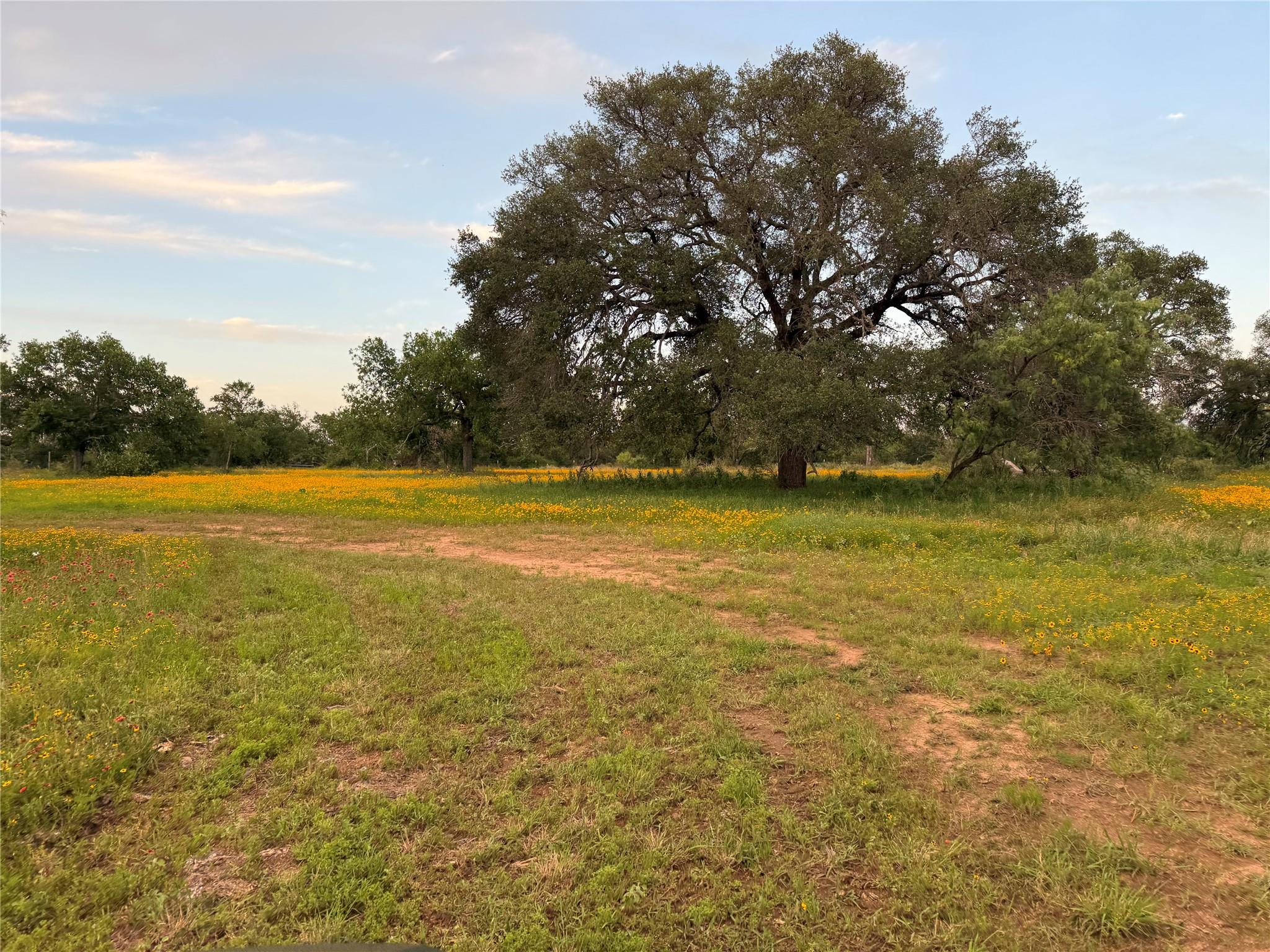 A sprawling meadow of wildflowers awaits, framed 