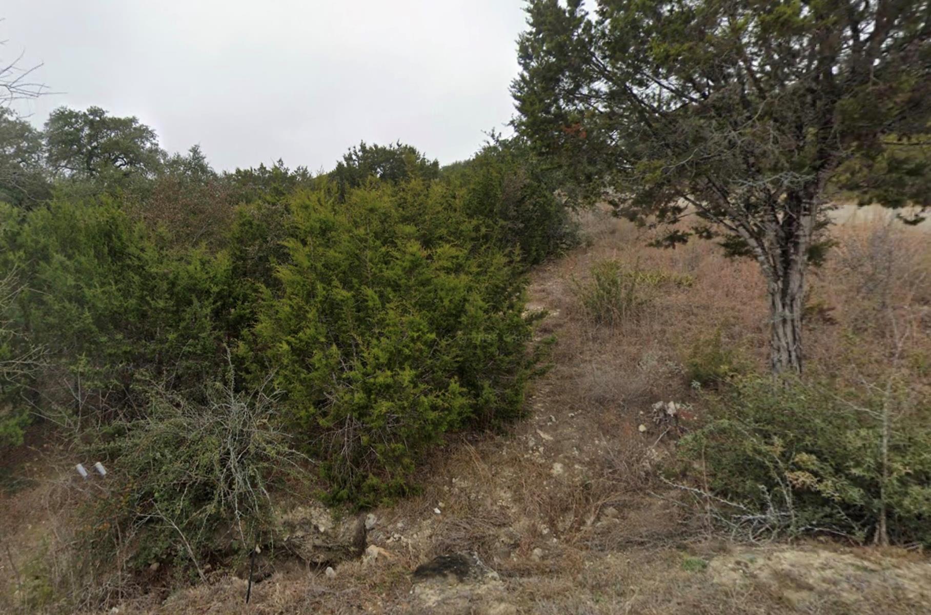 Natural landscape featuring mature evergreen tree