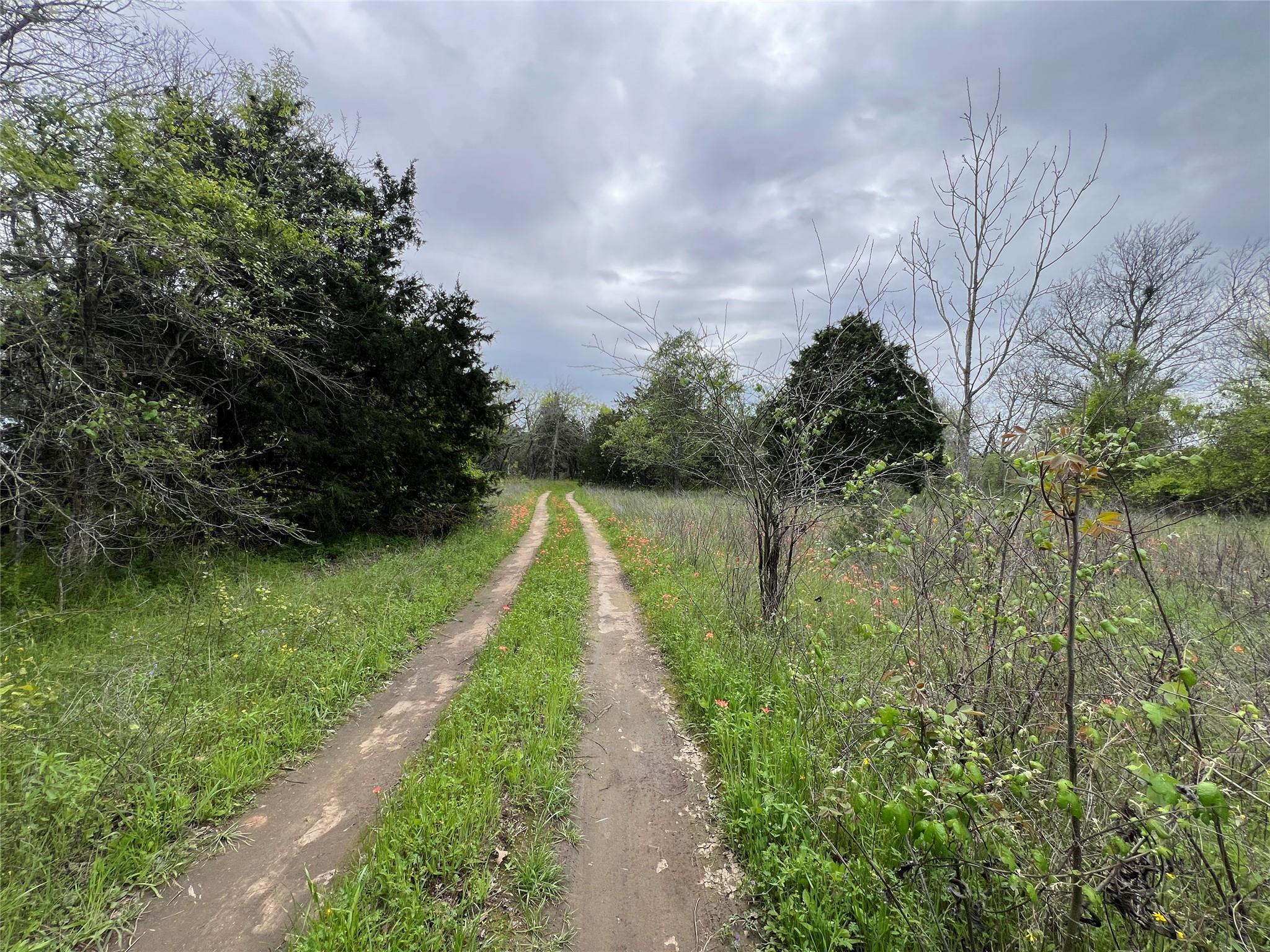 Unpaved track winding through a verdant landscape
