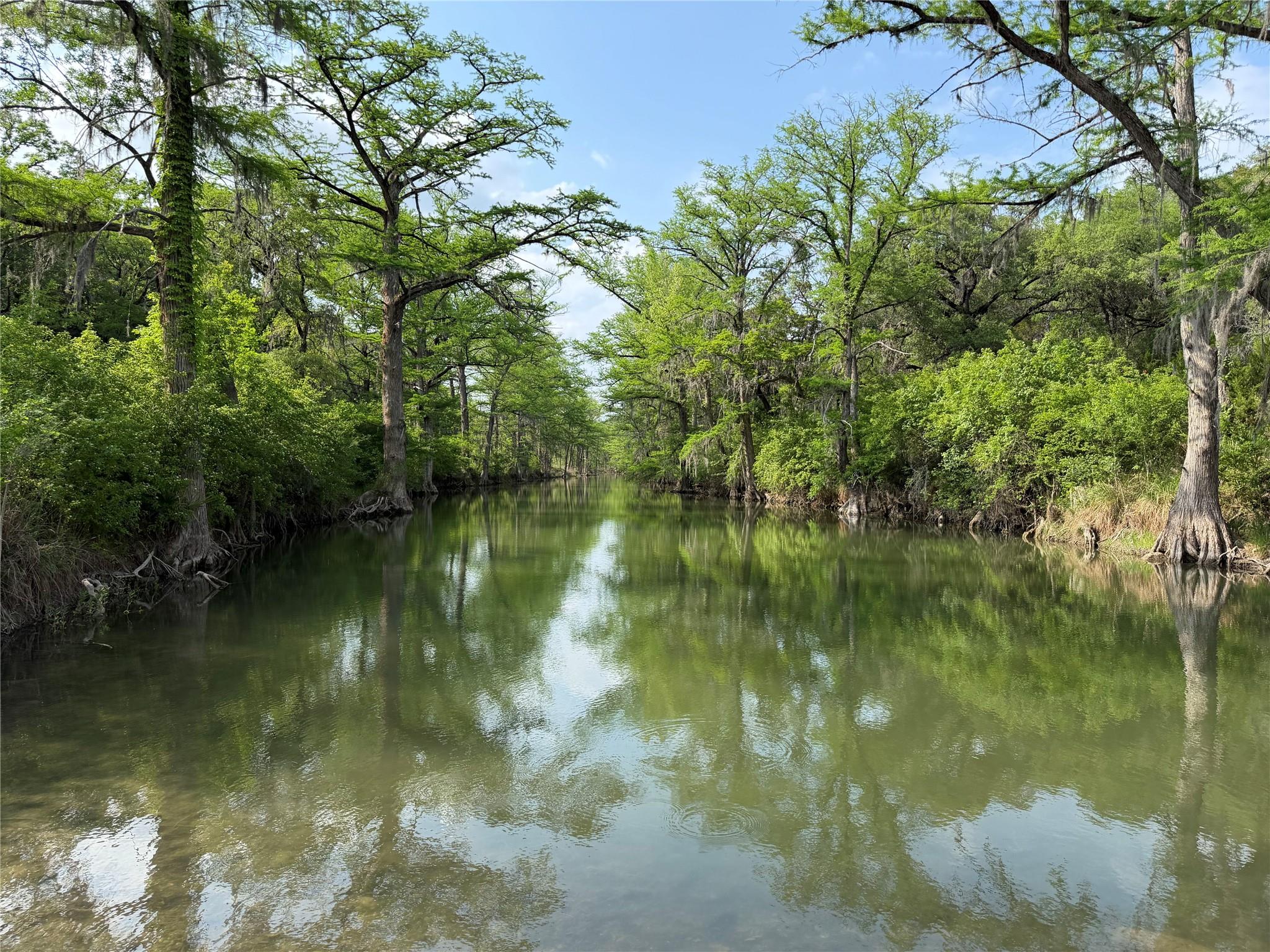 Natural waterway bordered by mature cypress trees