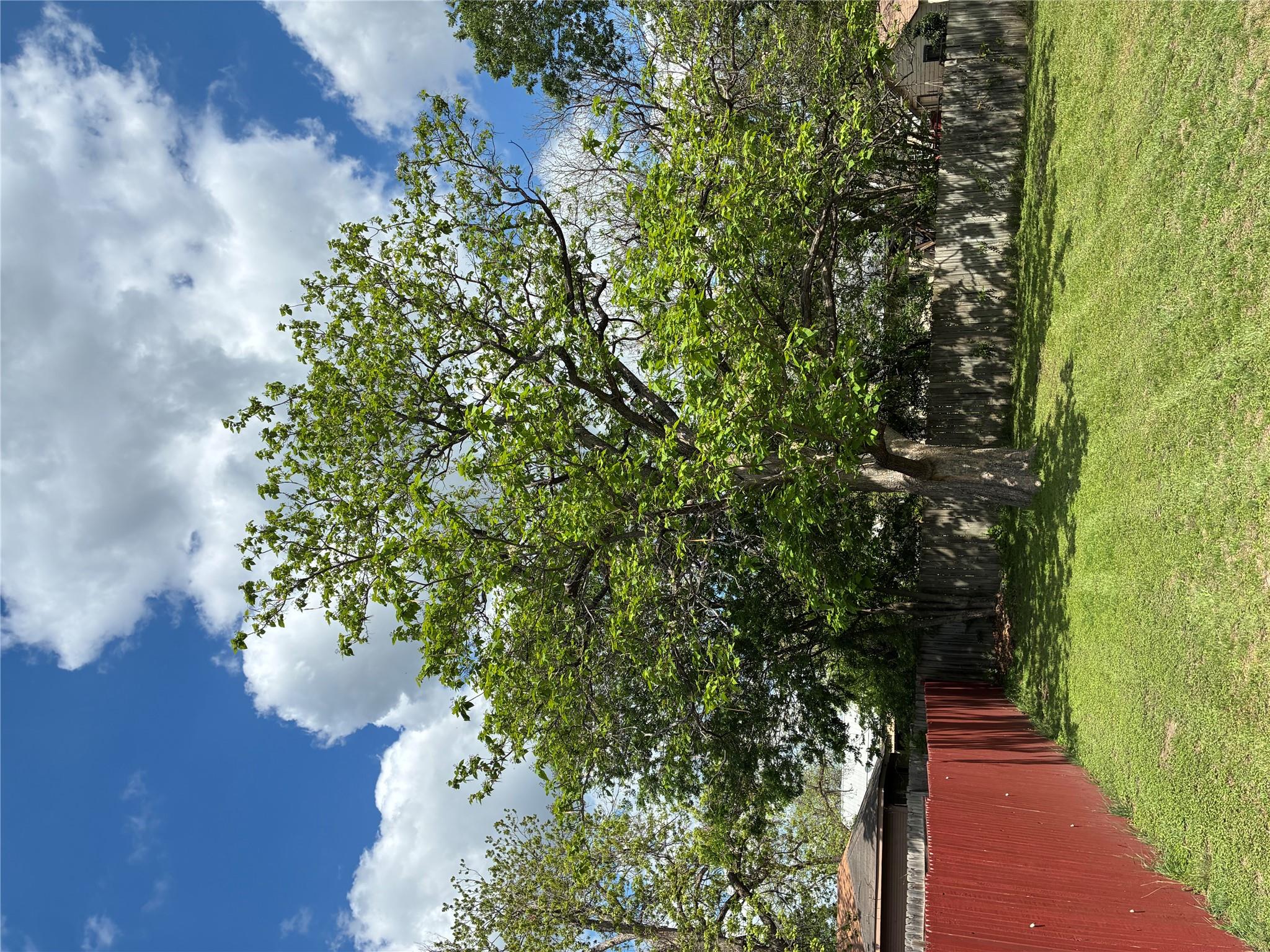 Expansive backyard featuring a mature tree, green