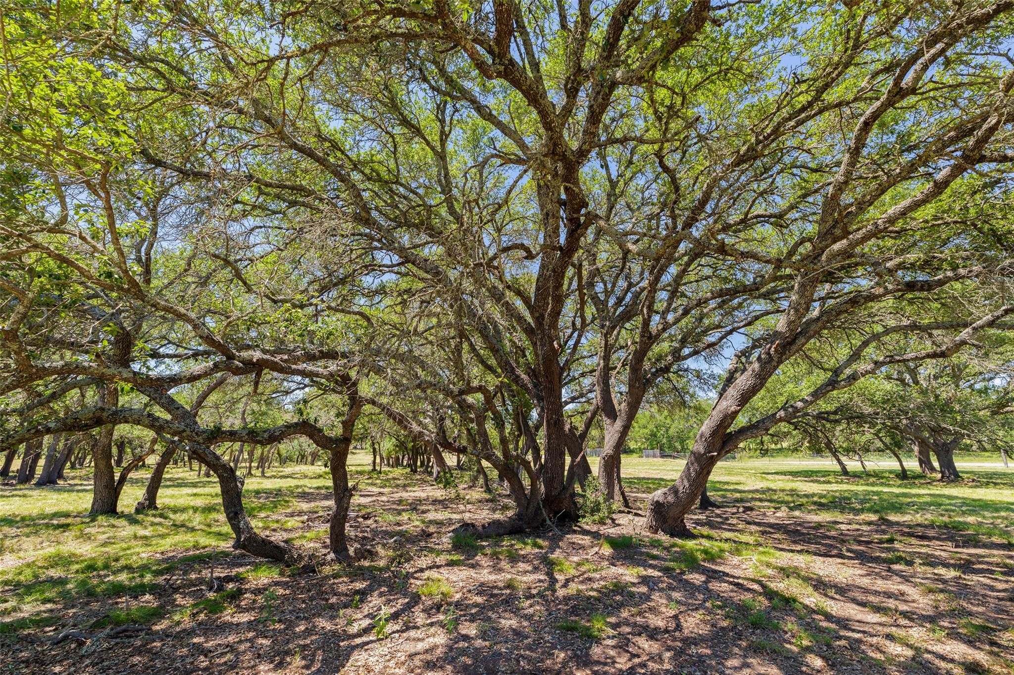 Mature tree canopy providing extensive shade over