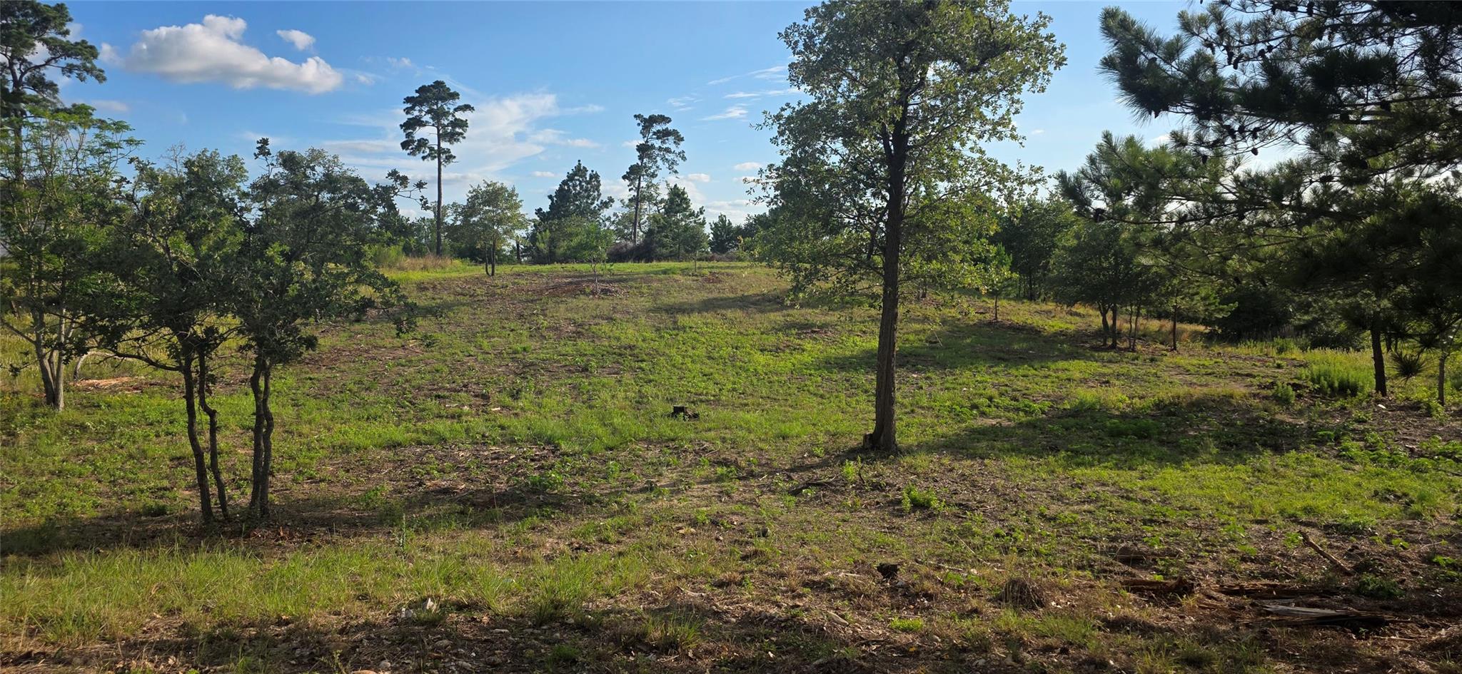 A tranquil, rolling meadow dotted with young tree