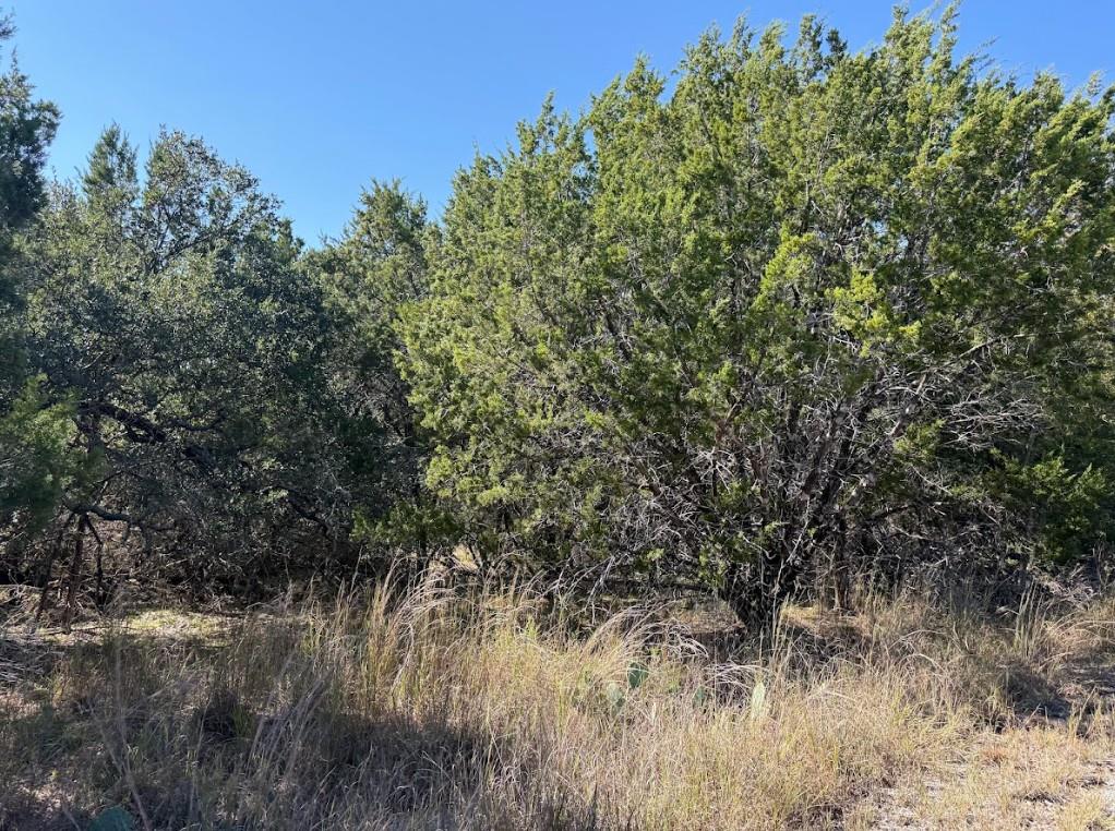 Wooded lot featuring a variety of mature trees an