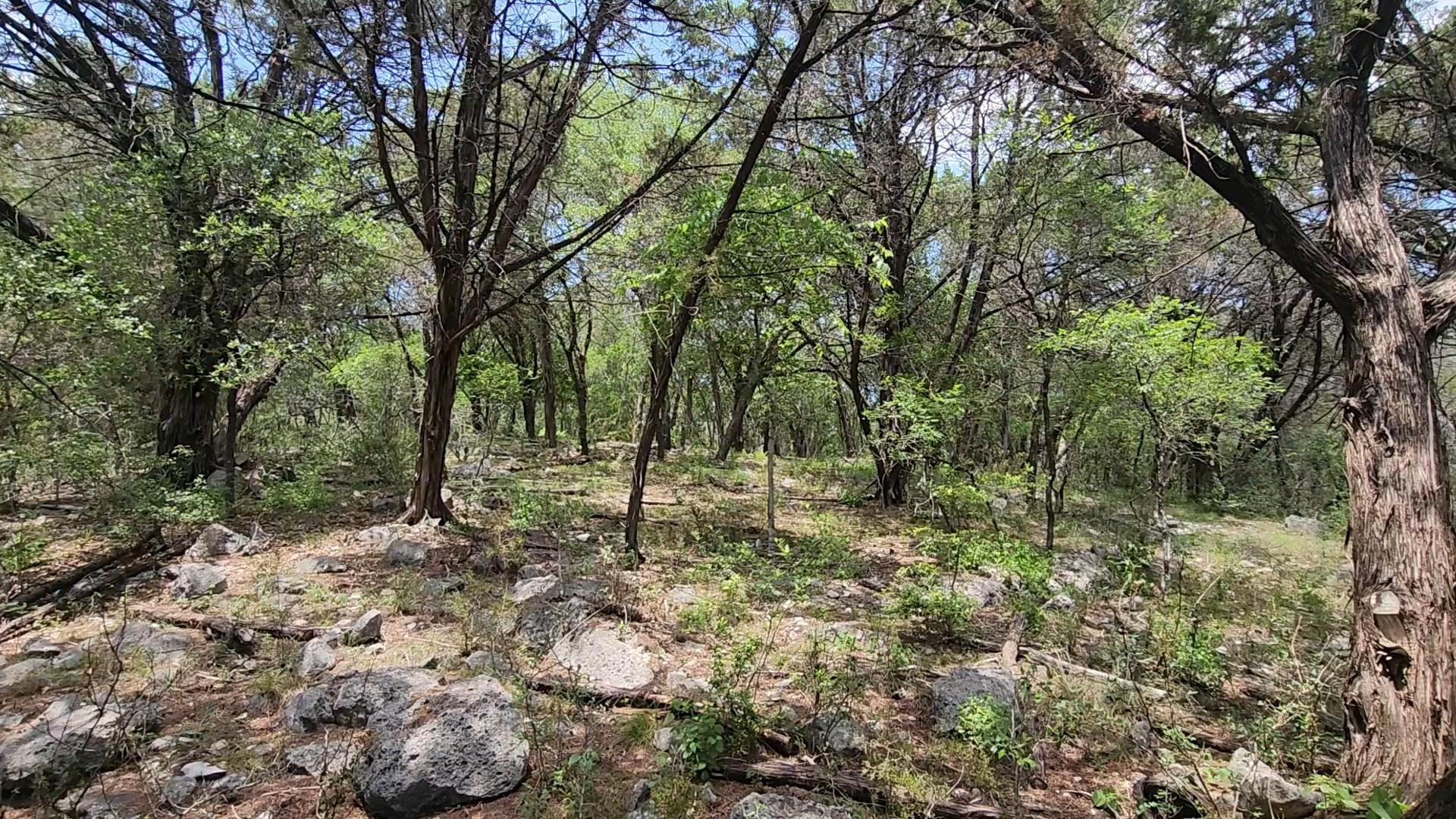 Wooded terrain featuring mature trees and scatter
