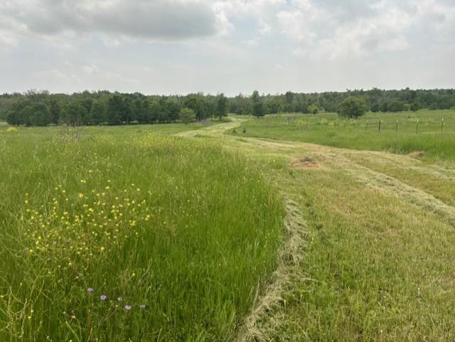 Vast green meadows stretch towards a distant tree