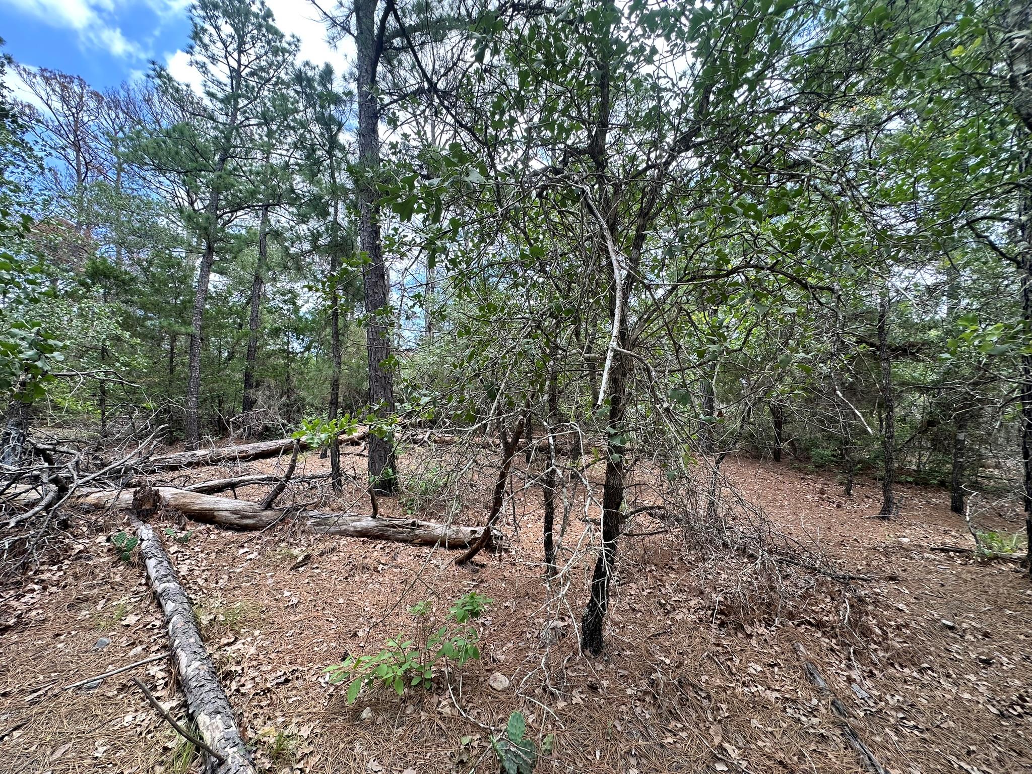 Mature trees and natural ground cover define this