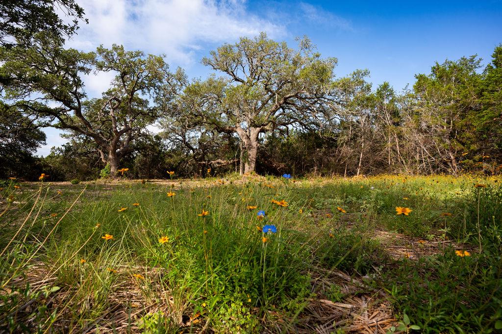 A field of vibrant wildflowers and mature trees u