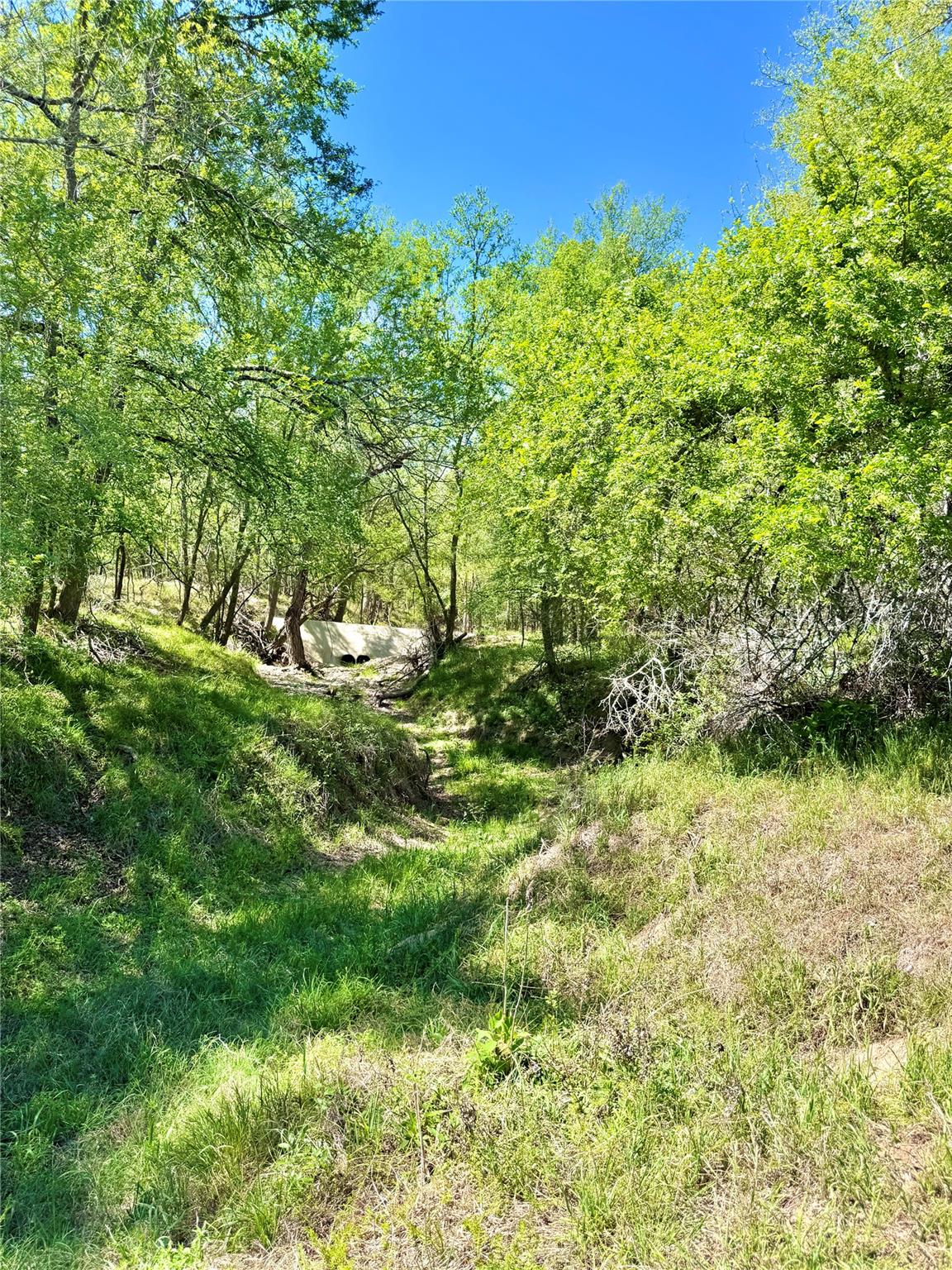 A verdant gully winds through a mature tree canop