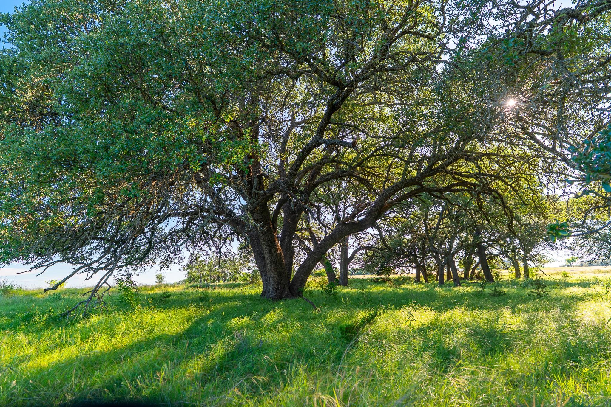 Sun-dappled greenery and mature trees grace this 