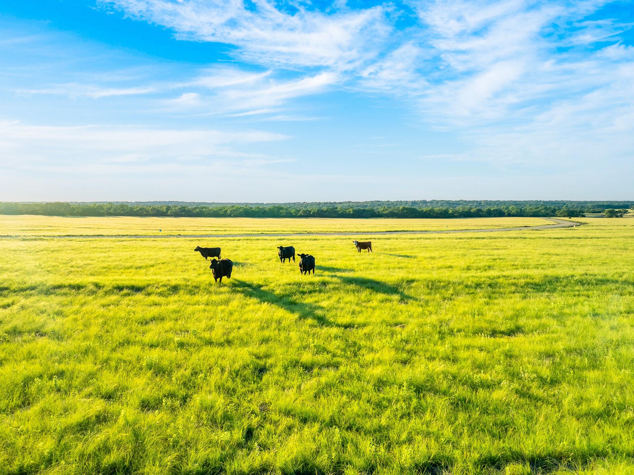 Acres of verdant pasture land with a distant tree
