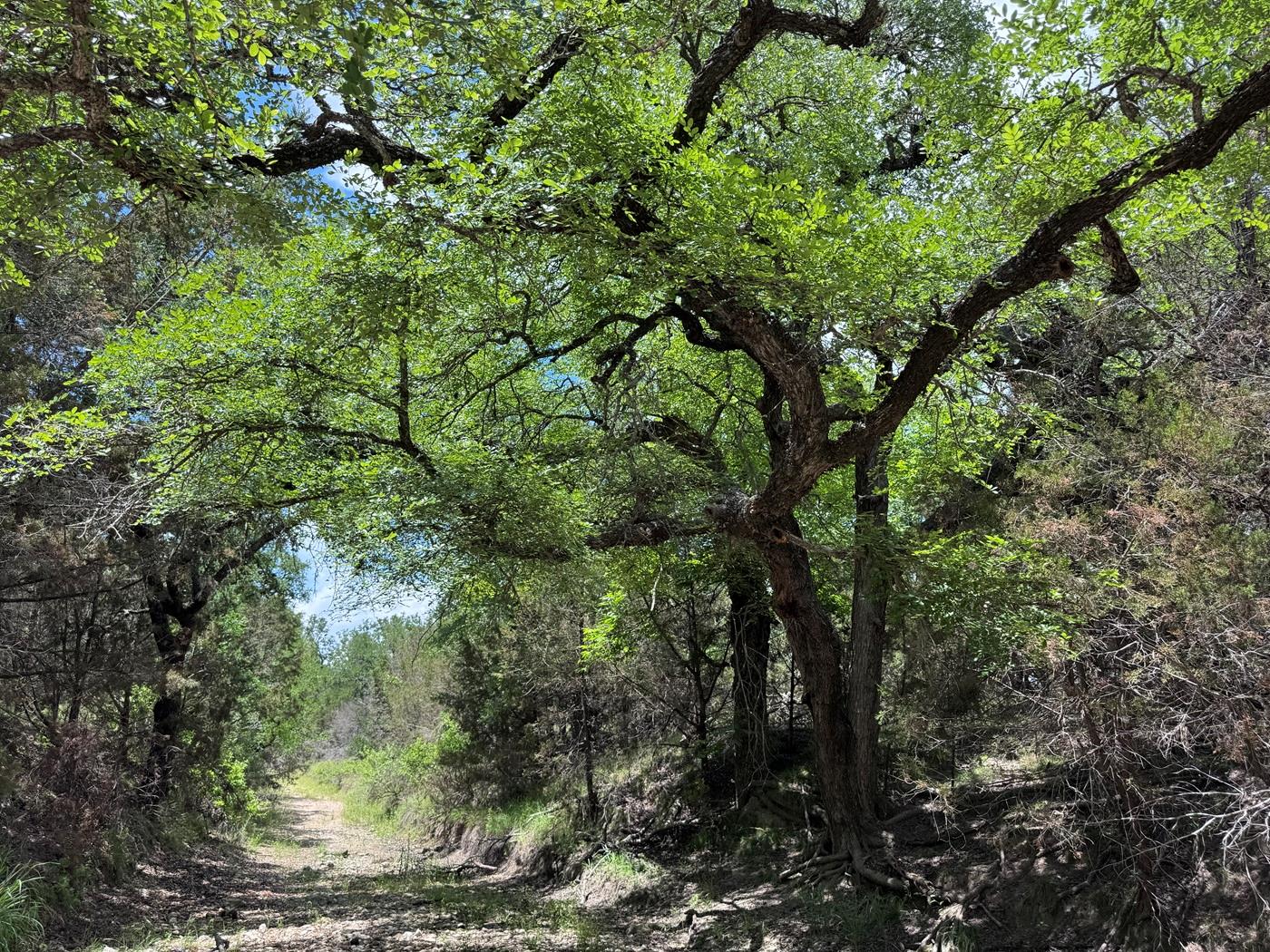 A tranquil path winds through dense woodlands, of