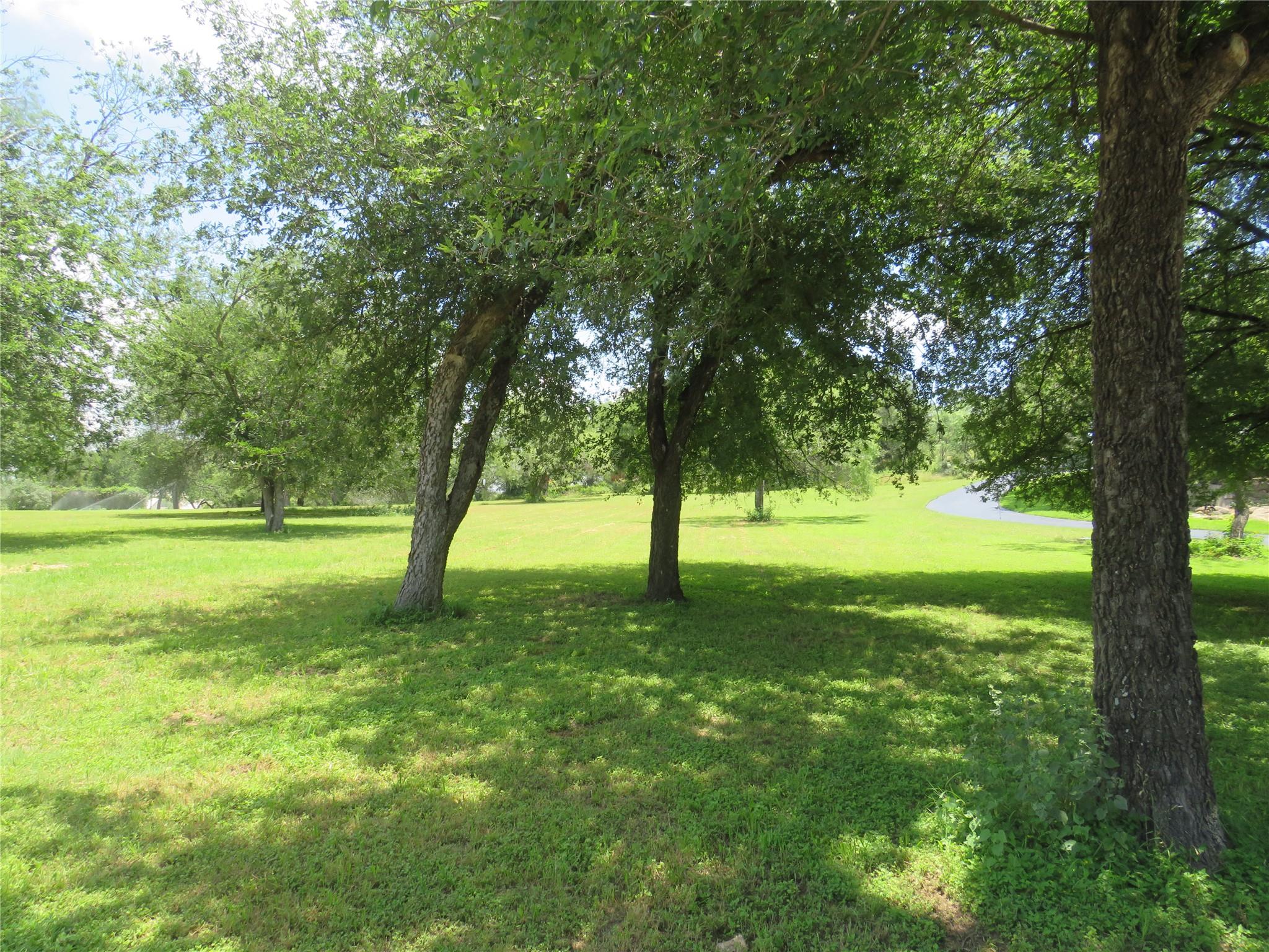 Meandering path through a verdant lawn, shaded by