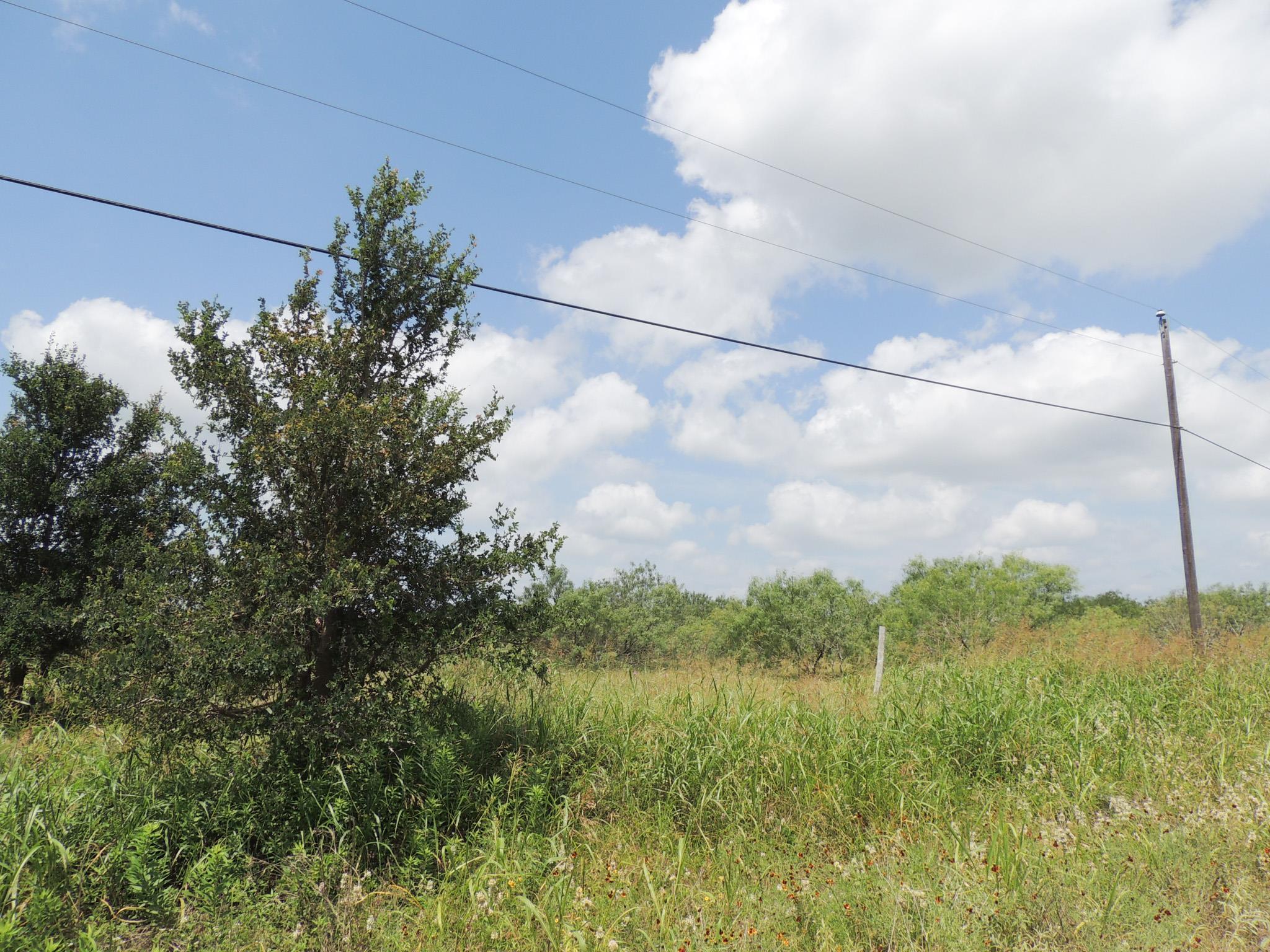 A verdant, undeveloped lot offers potential for n