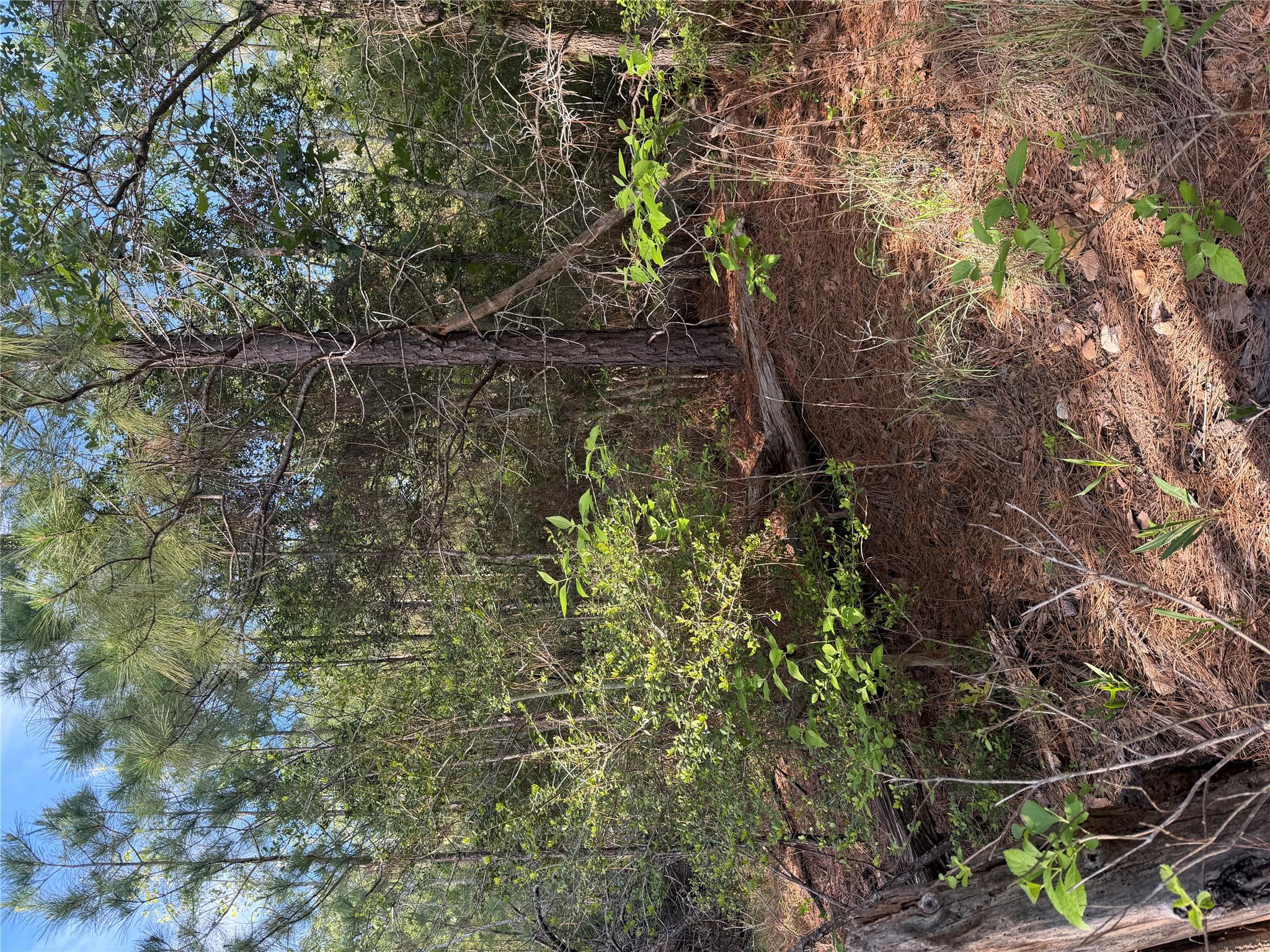 A secluded wooded lot offers privacy and a natura