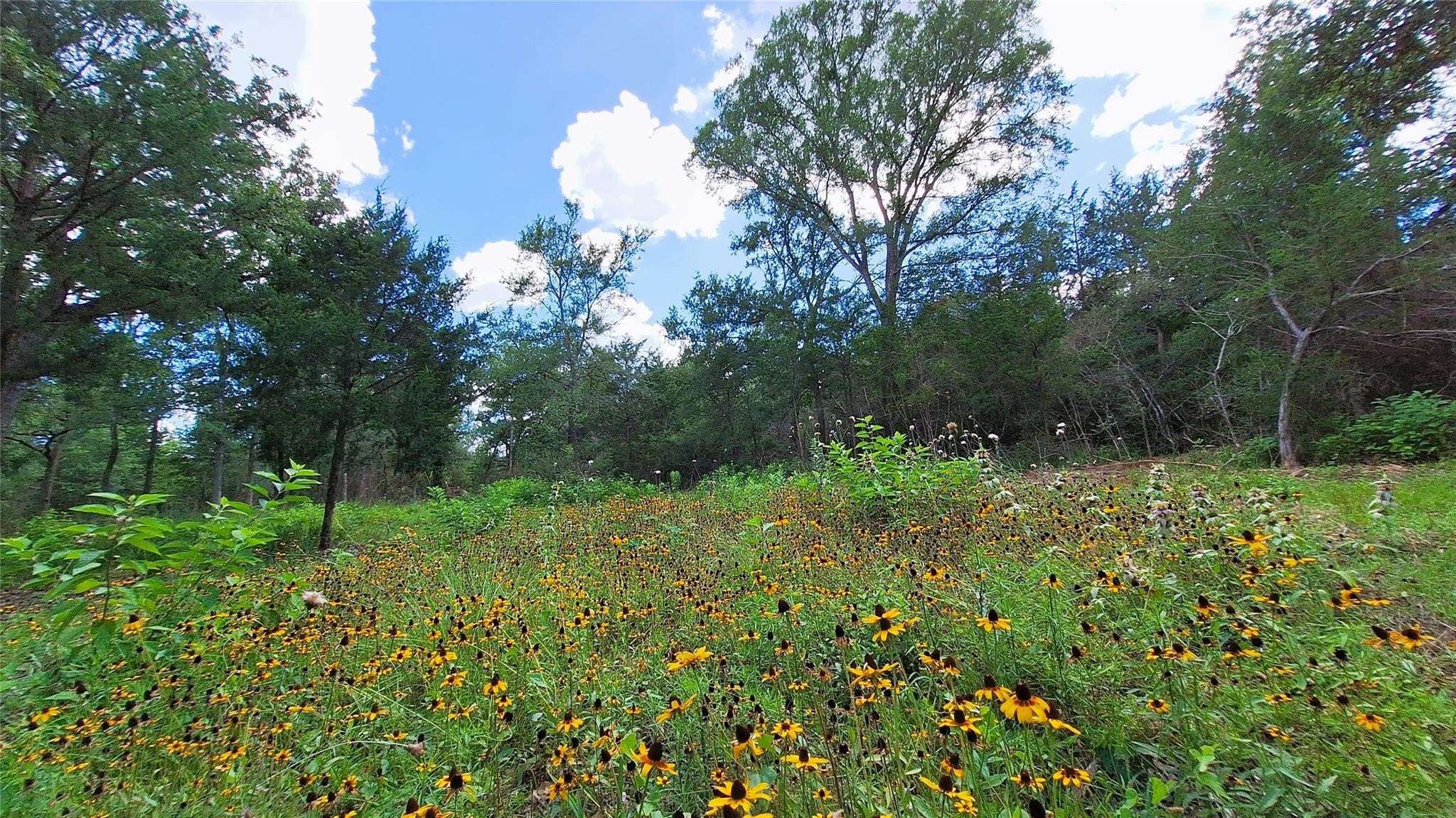 Wildflower meadow abounds with natural beauty und