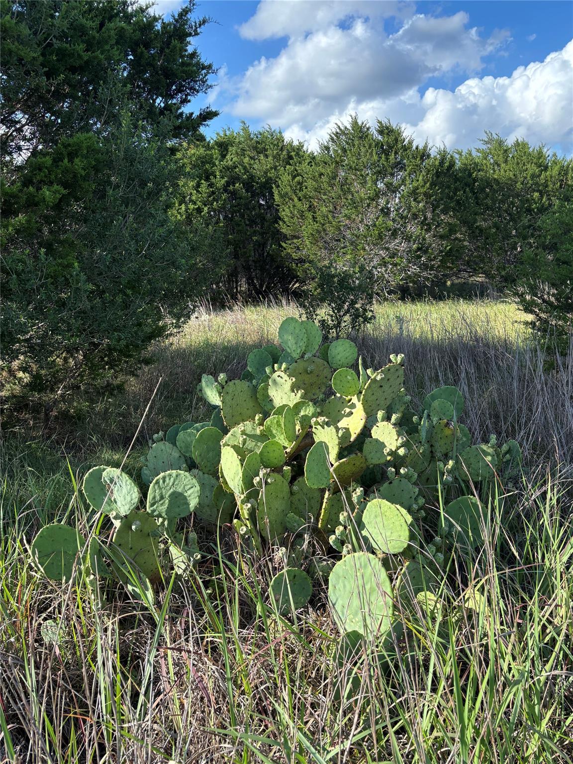 Native prickly pear cactus thrives in this verdan