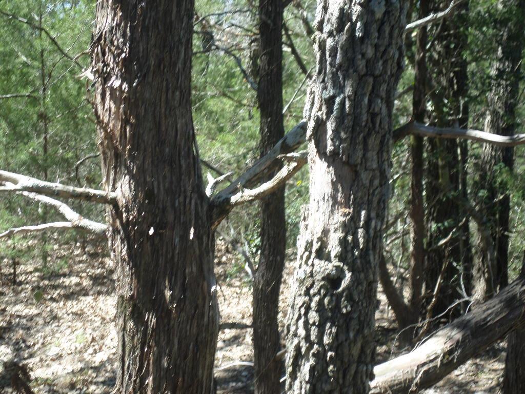 Natural woodlands offer a serene backdrop, perfec