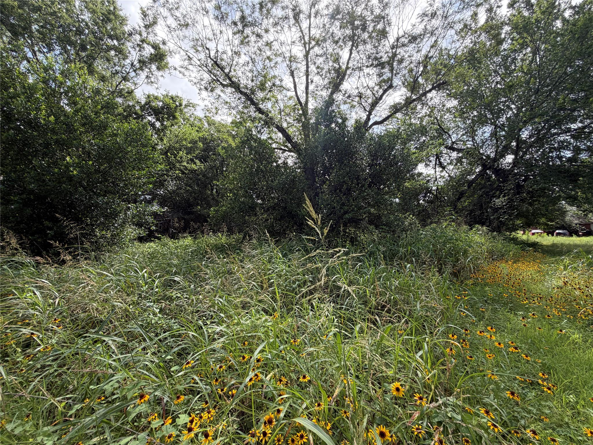 Mature trees and lush greenery offer a serene bac
