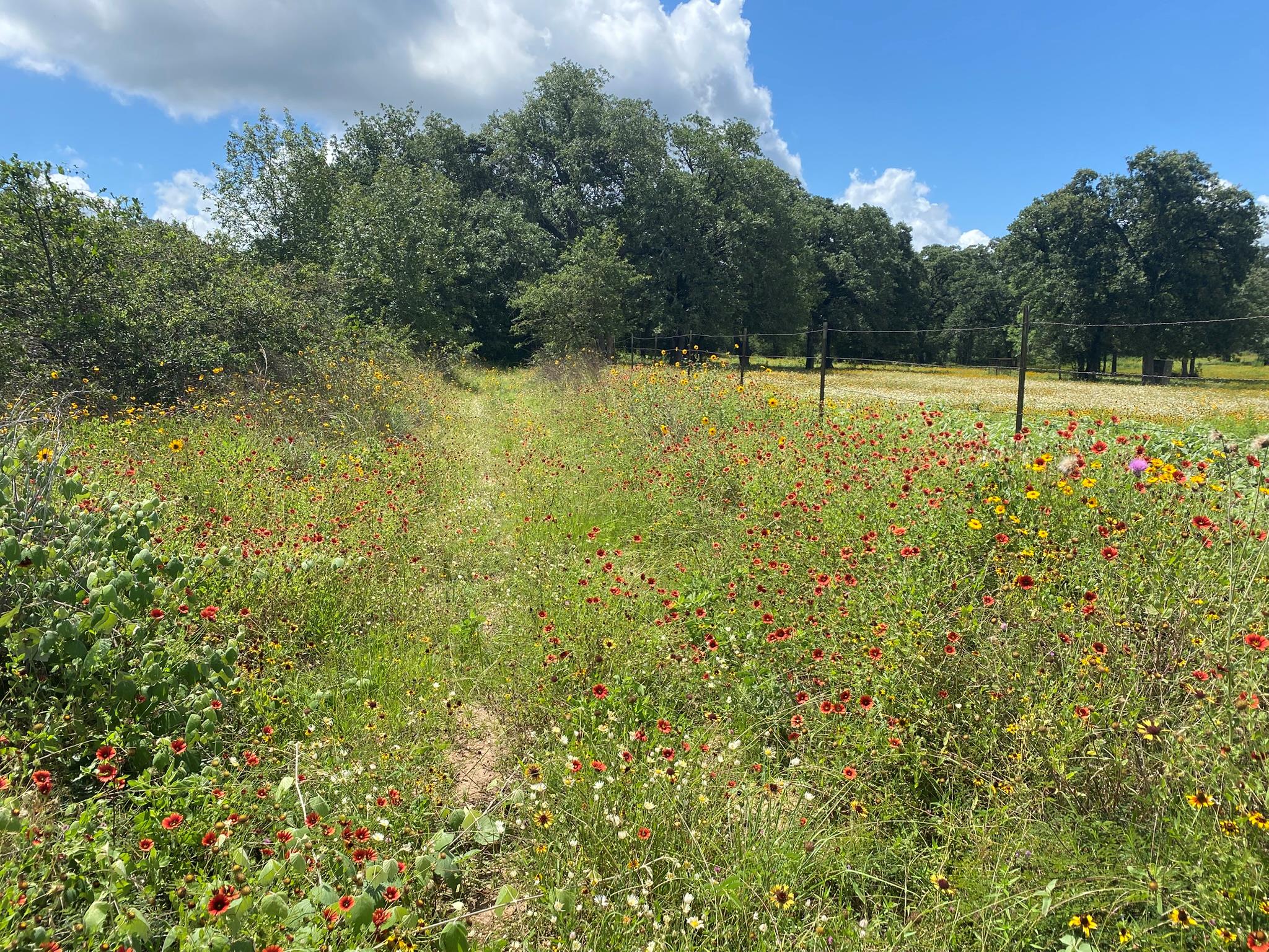 Vast fields of colorful wildflowers define this p
