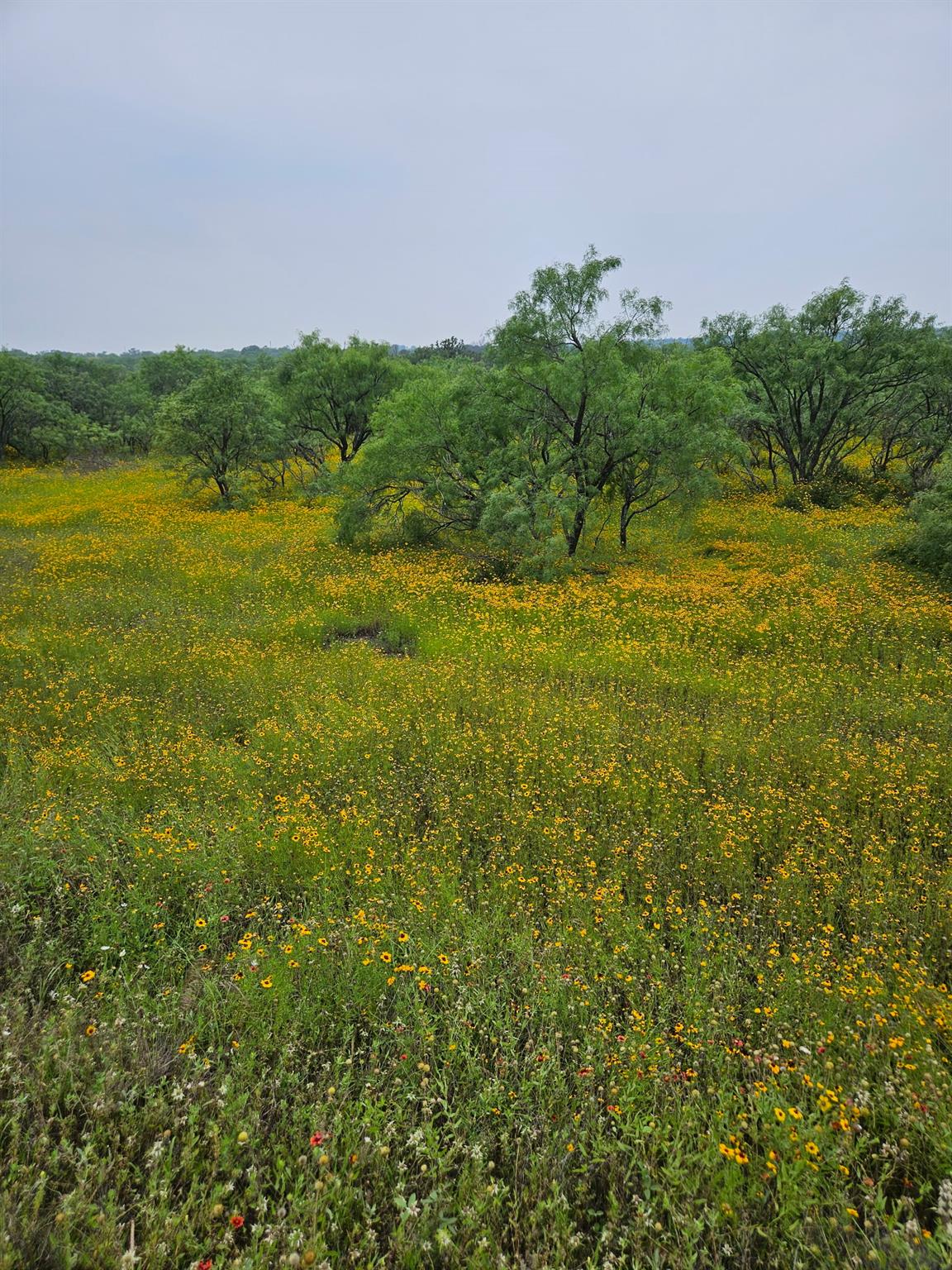 A field of vibrant yellow blossoms creates a pict