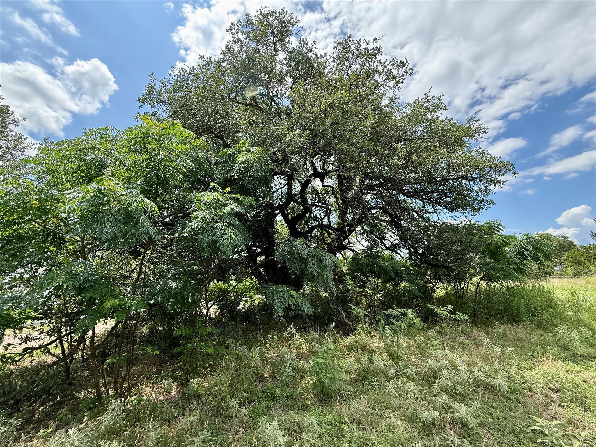 Mature trees and lush greenery enhance this gener