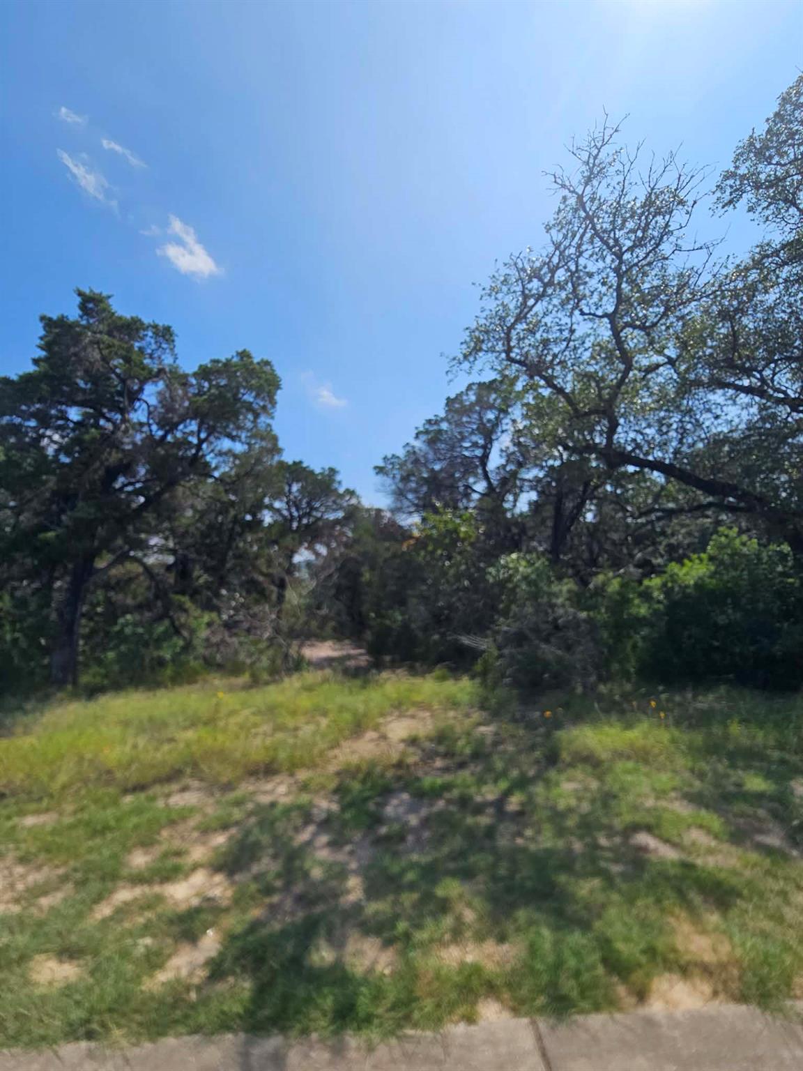 Mature trees frame a promising building site with