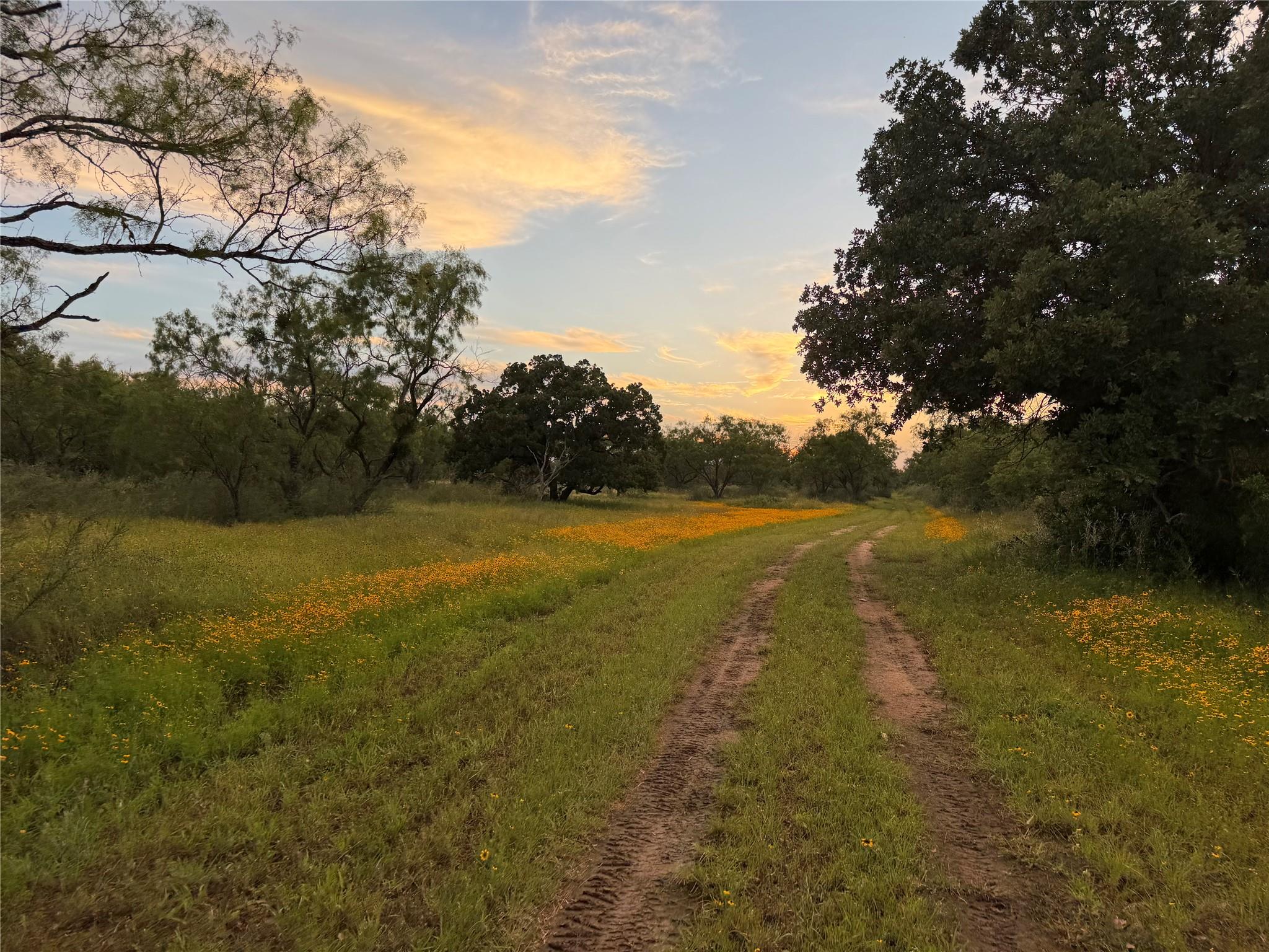 A tranquil dirt path winds through a field of yel
