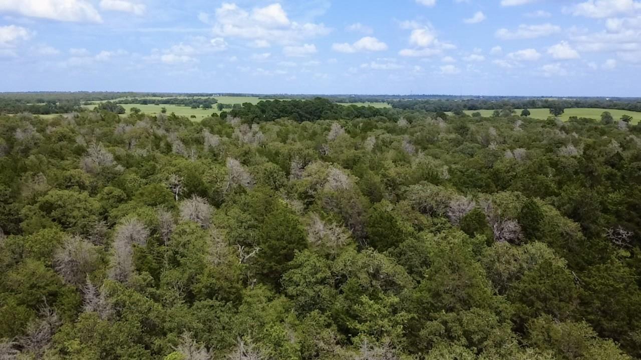A panoramic vista reveals dense, verdant forest s