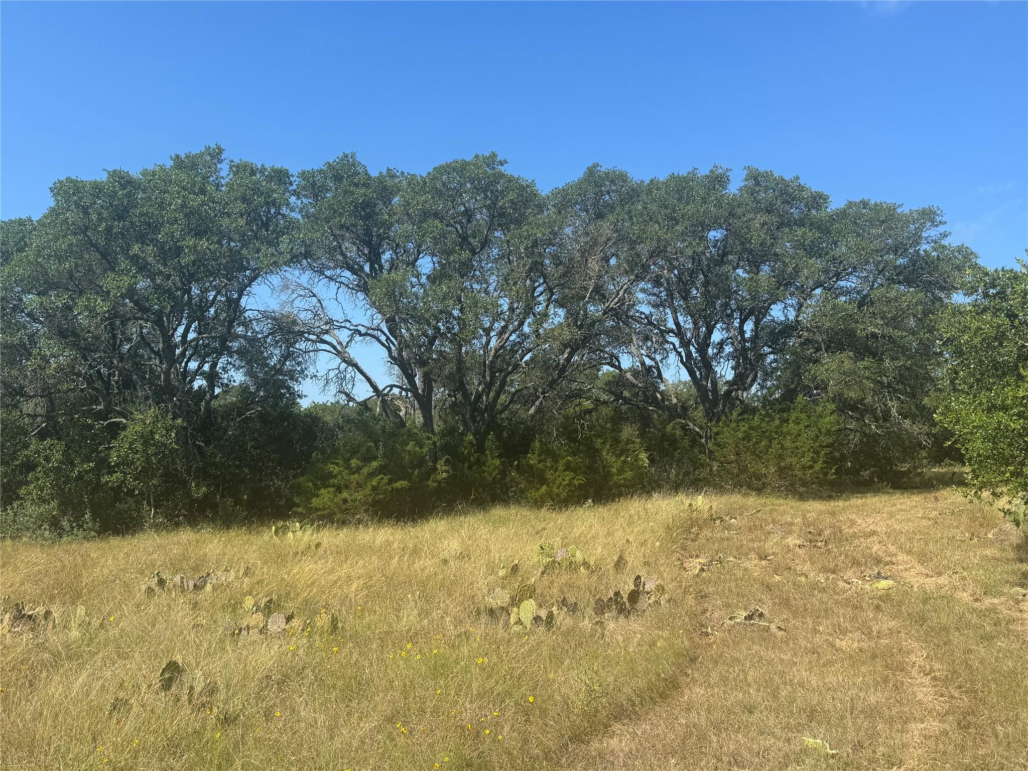 Mature trees frame a sun-drenched field, offering