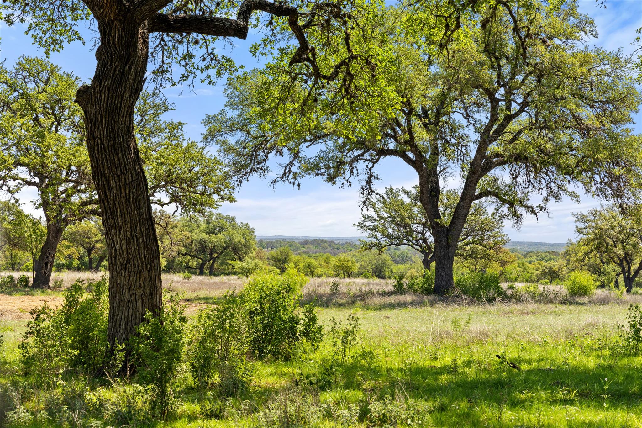 Vast natural landscape with verdant trees and an 