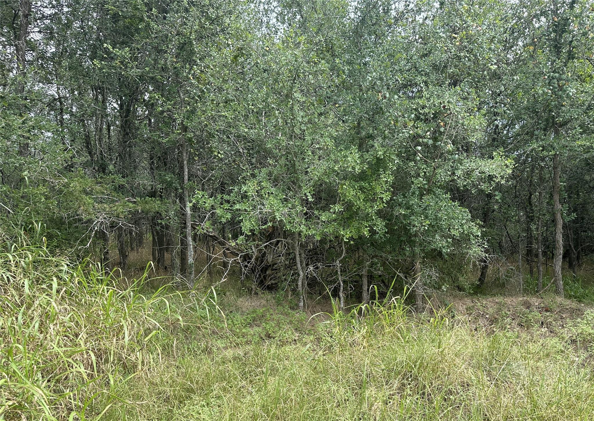 Mature trees and native foliage offer a verdant, 