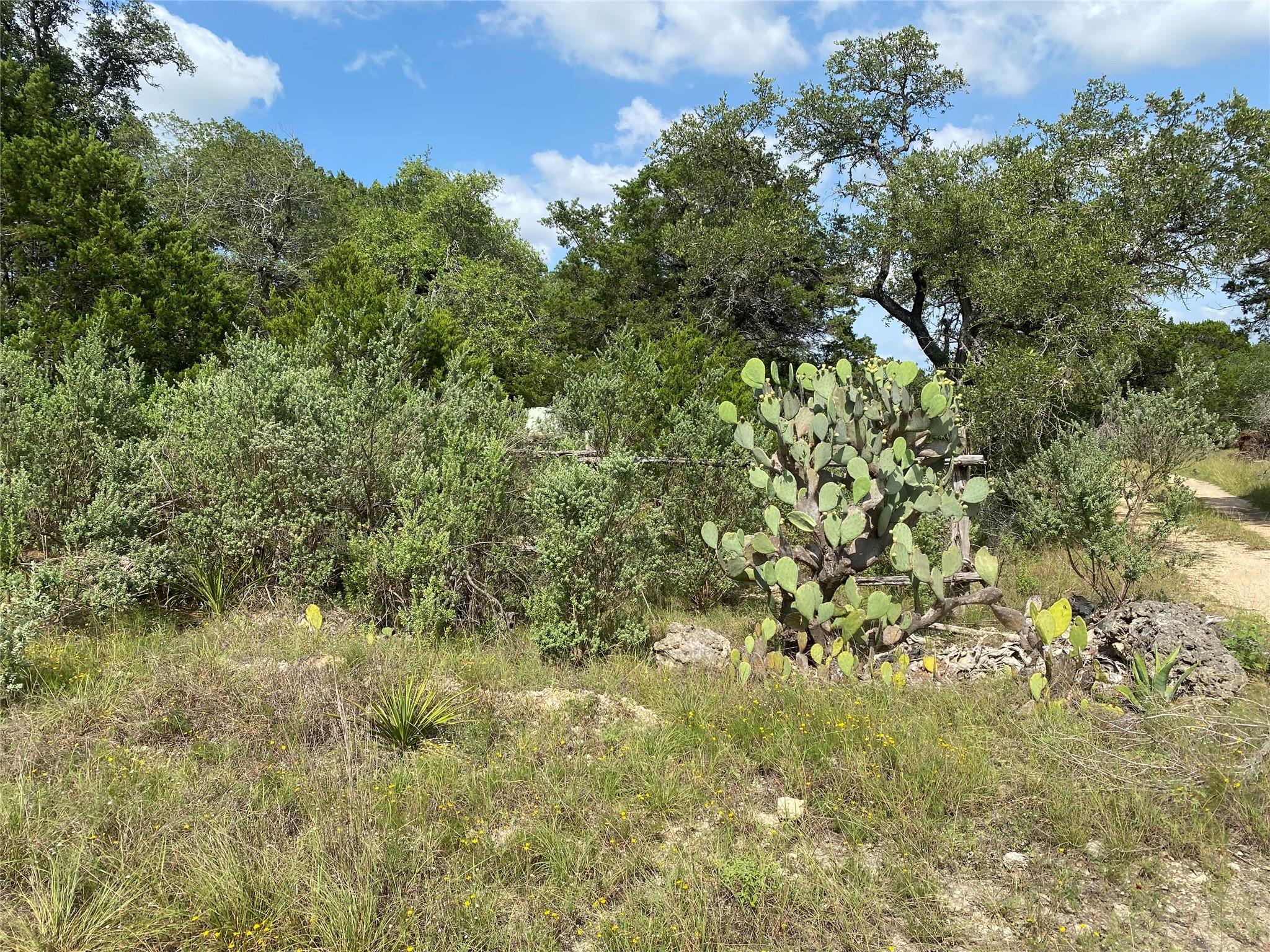 Mature trees and native plants define this serene