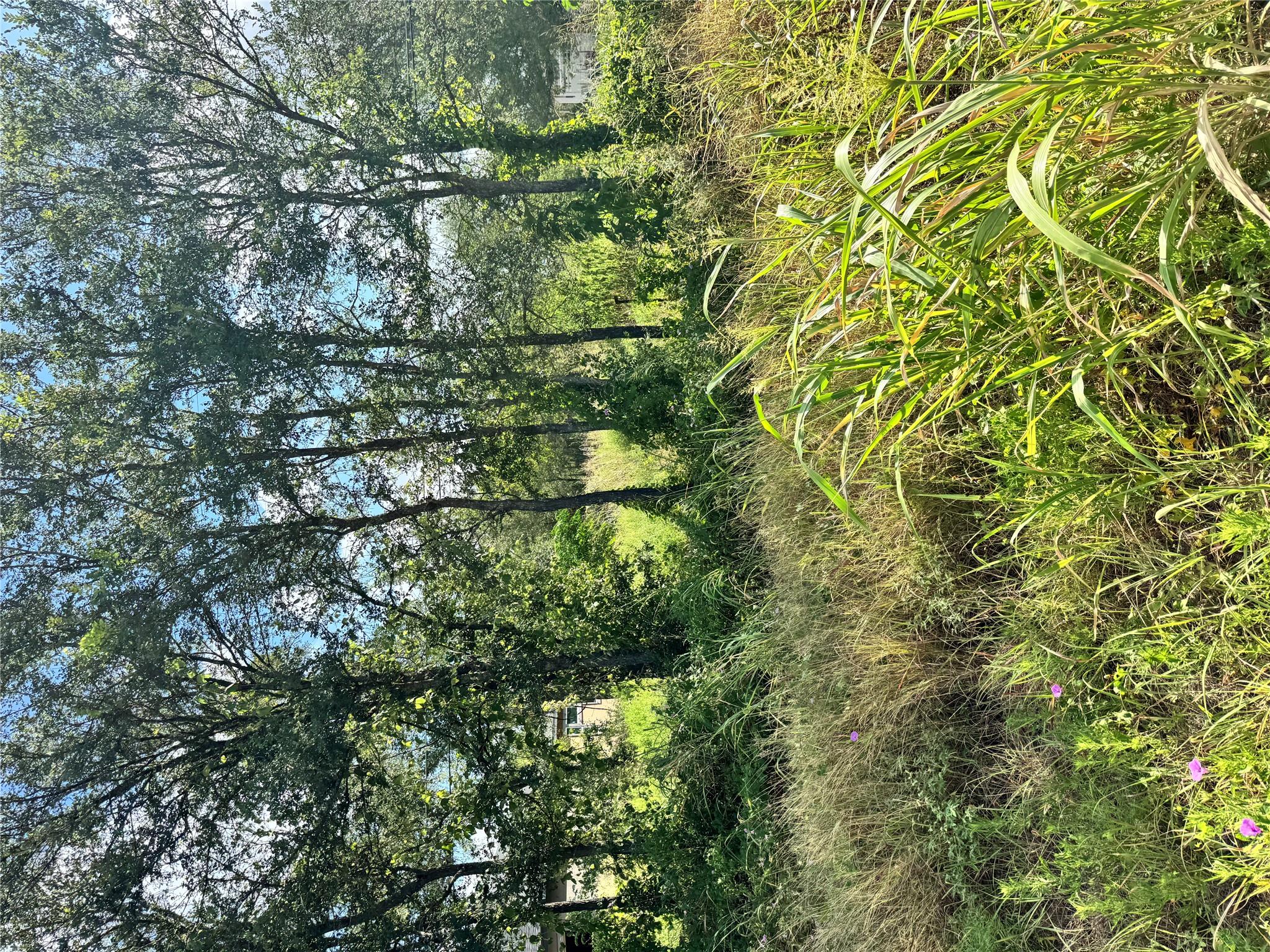 Natural greenery and mature trees frame a picture