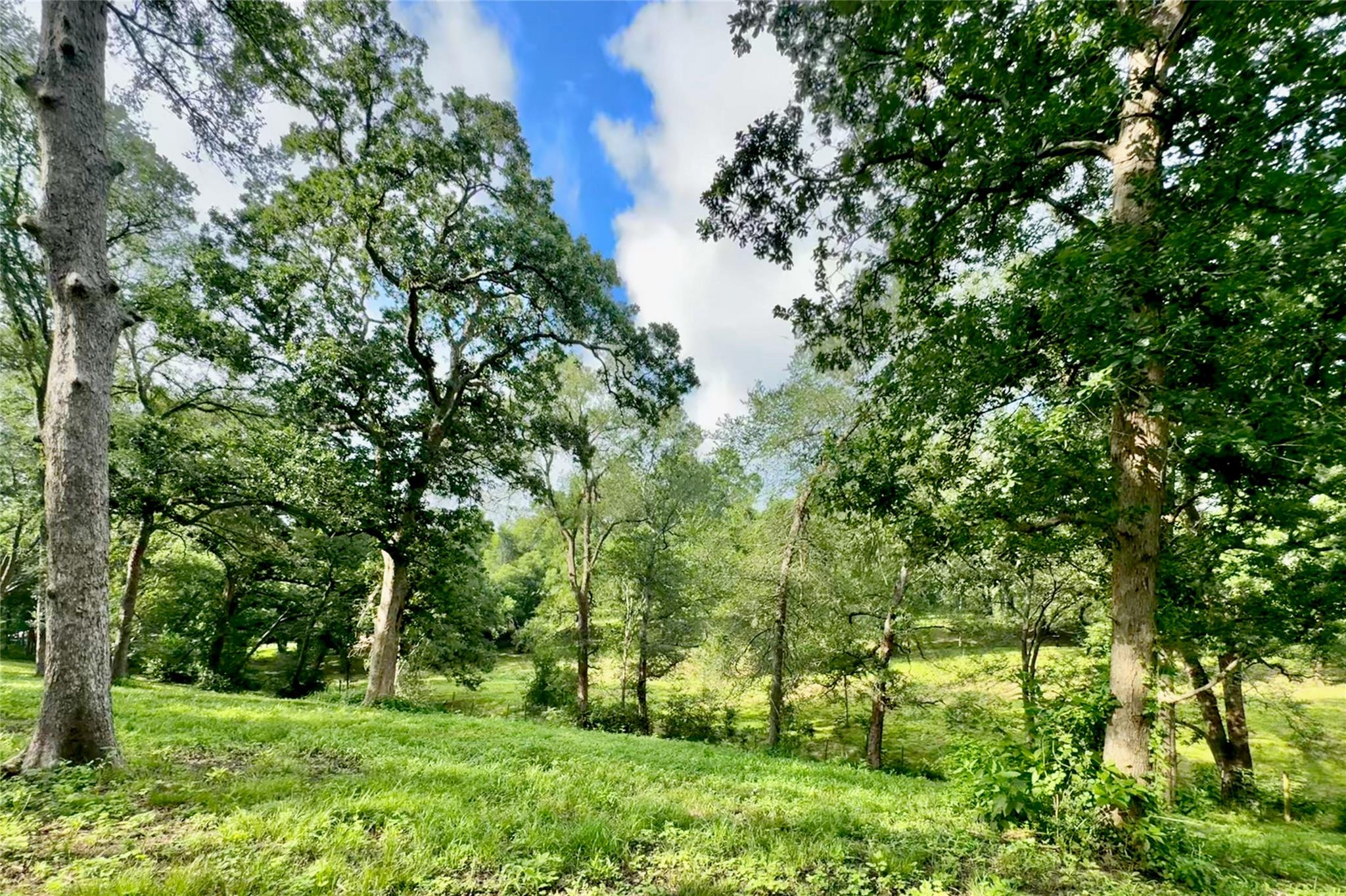 A verdant landscape unfolds, showcasing mature tr