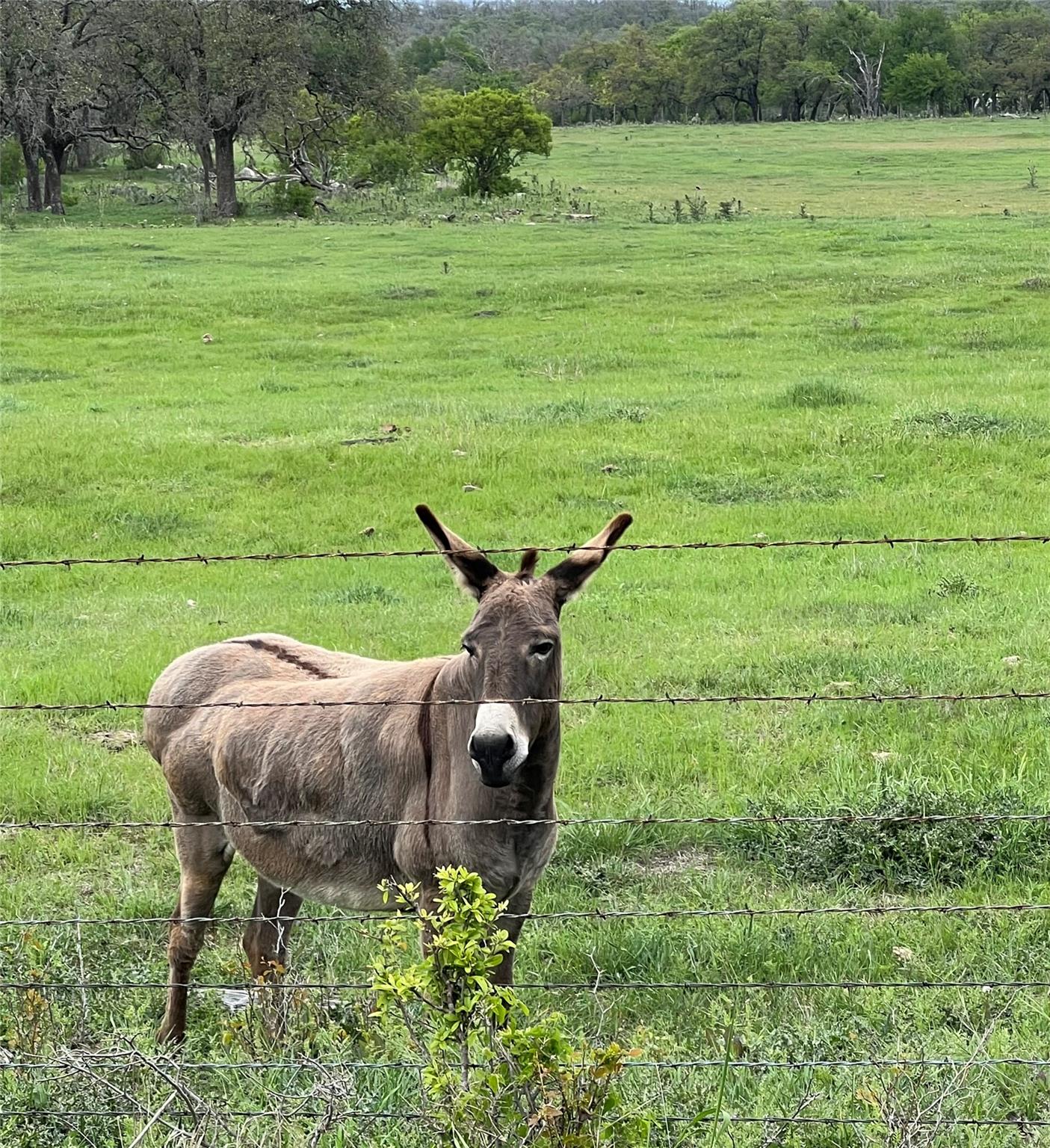 Green pastures await, offering a serene, rural se