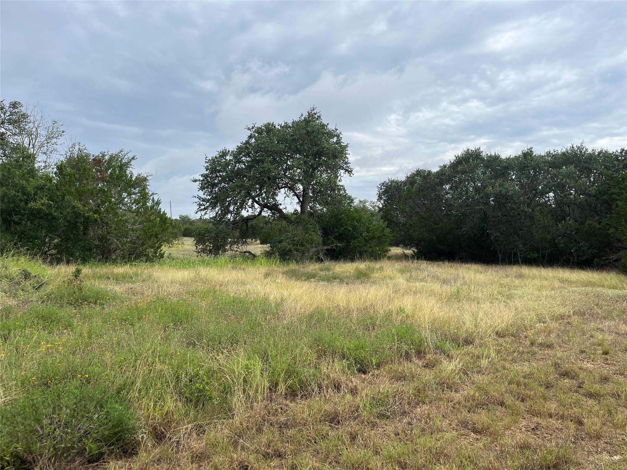 A verdant, undeveloped lot offers a serene natura