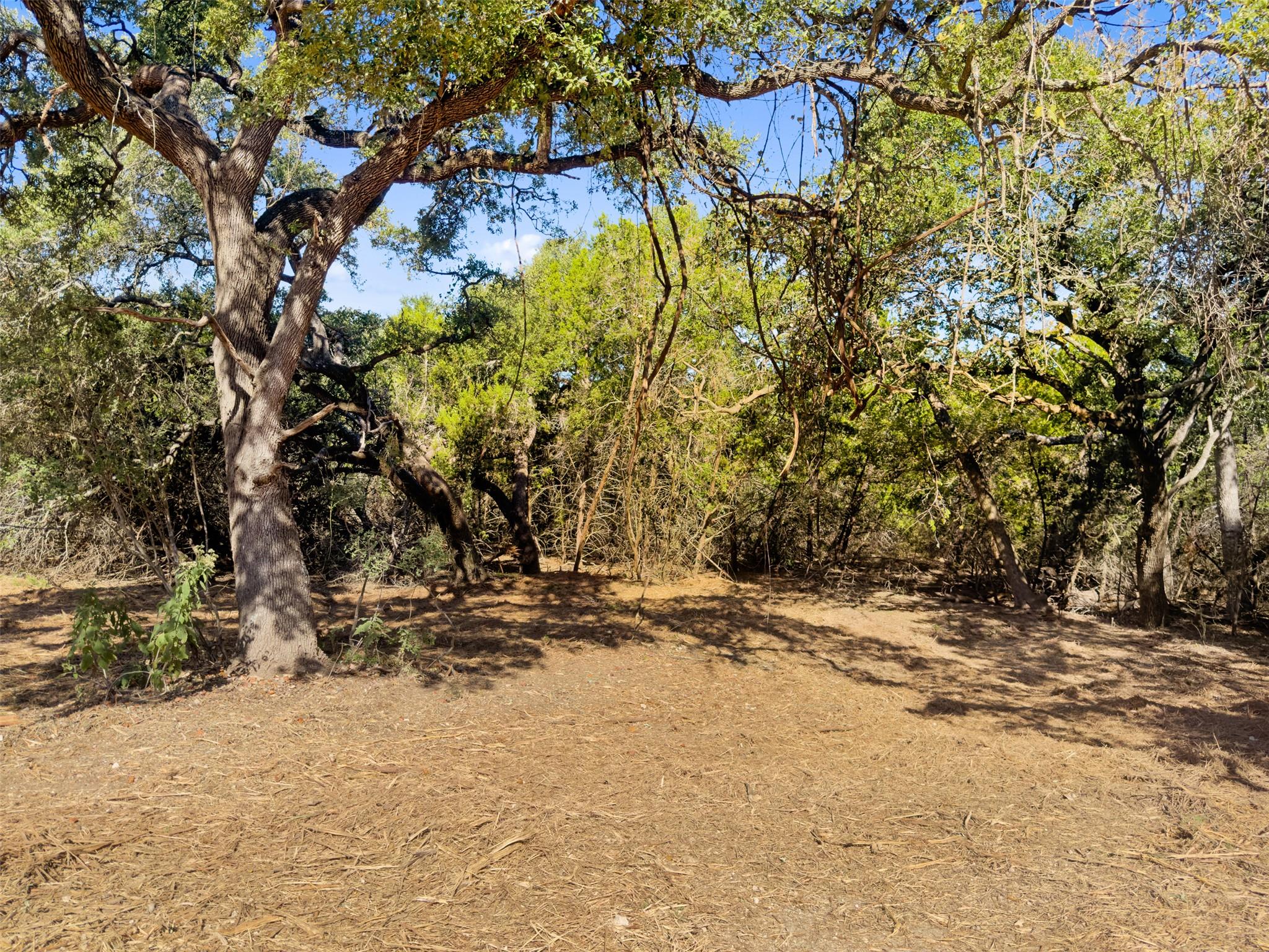 Mature trees canopy this inviting, undeveloped lo